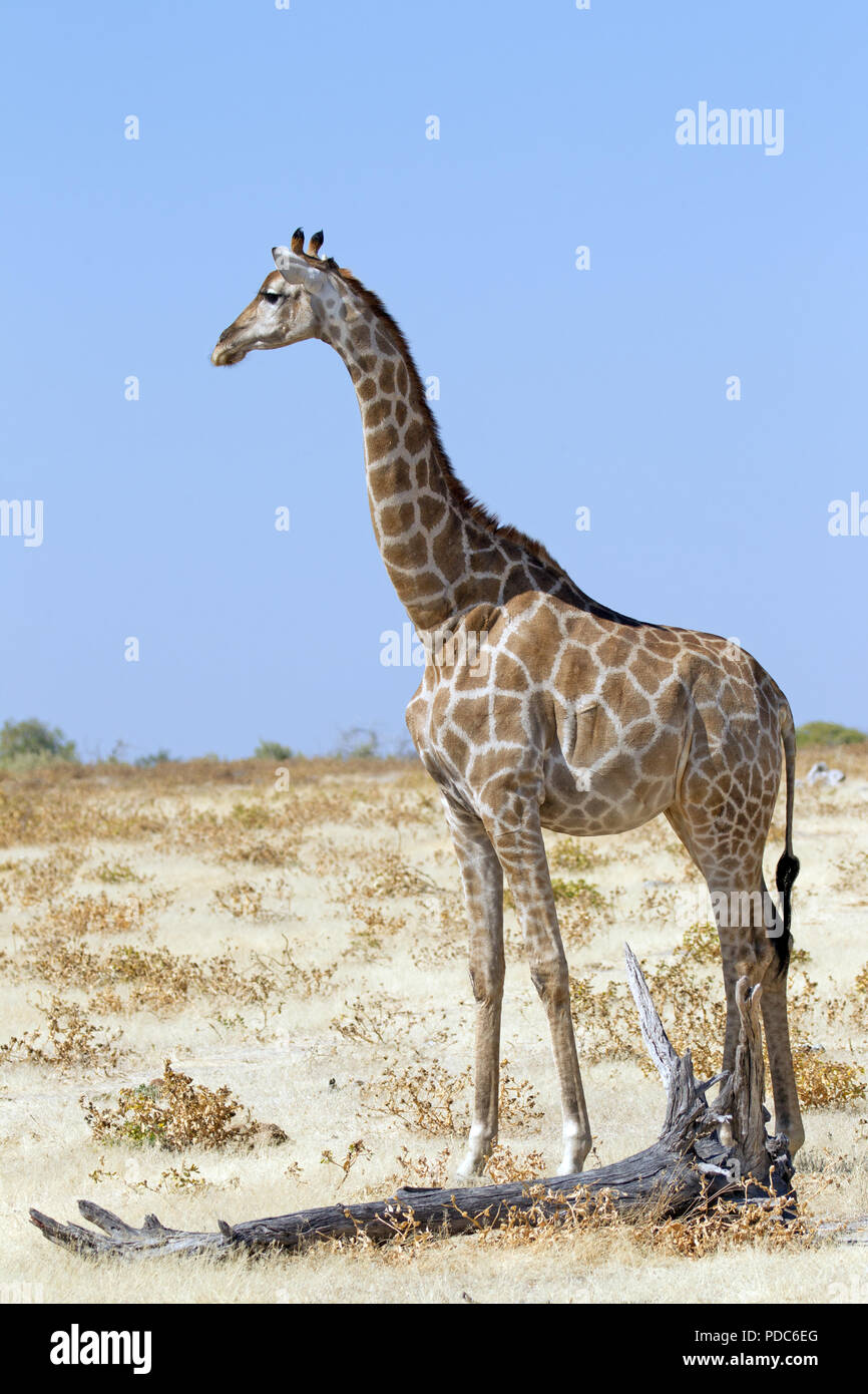 Jirafa angoleña (Giraffa camelopardalis angolensis), el desierto de Kalahari, en Namibia. Foto de stock