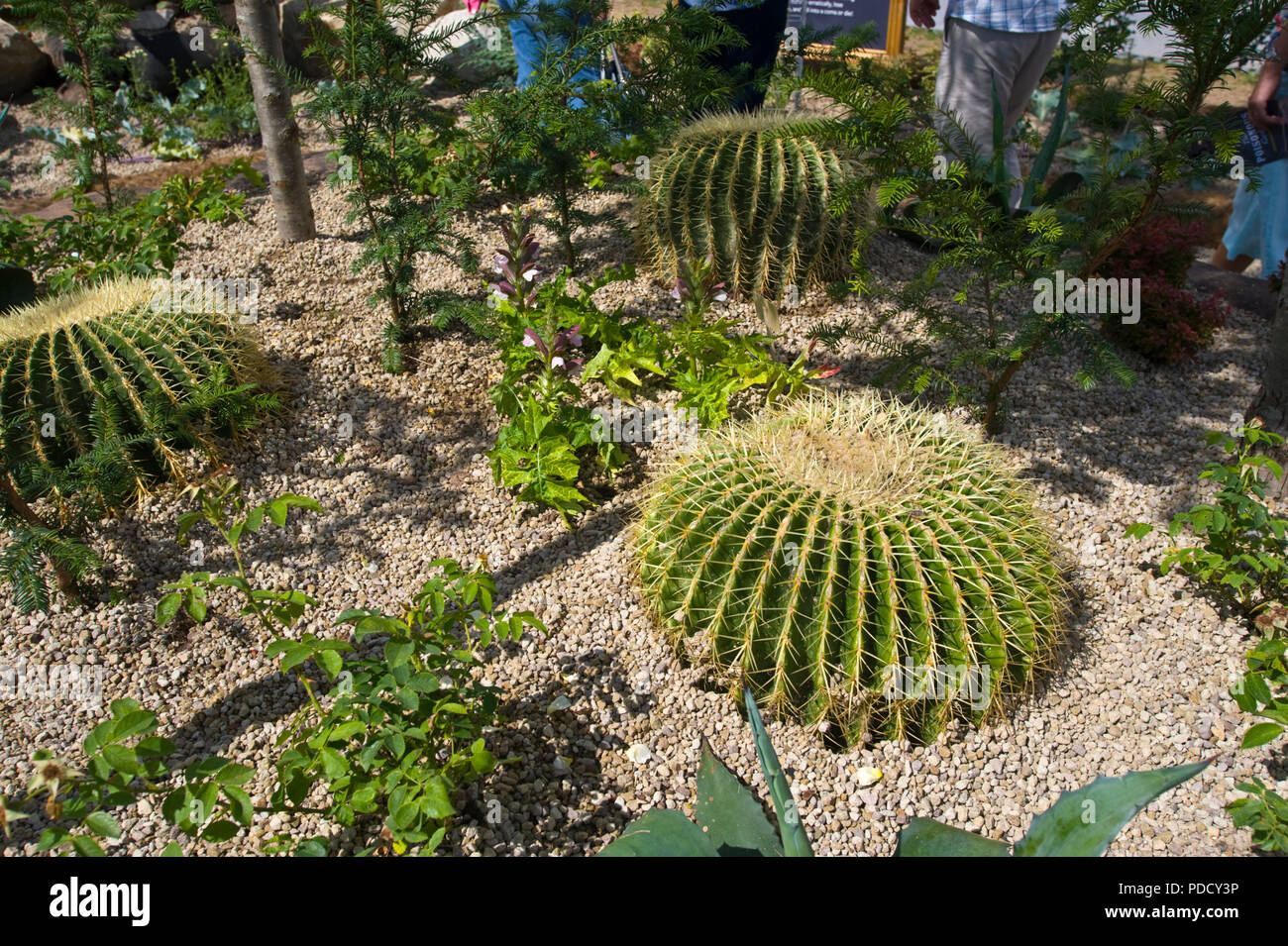 Grandes cactus en RHS Tatton Park flower show de Cheshire, Inglaterra Foto de stock