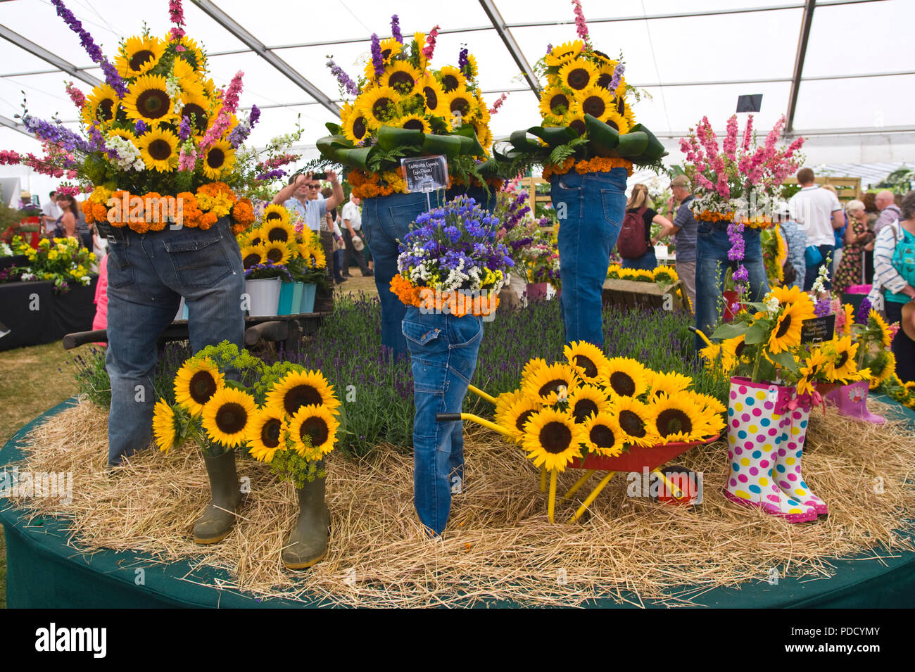 Visualización de girasoles en inusuales contenedores creciente en RHS Tatton Park flower show de Cheshire, Inglaterra Foto de stock