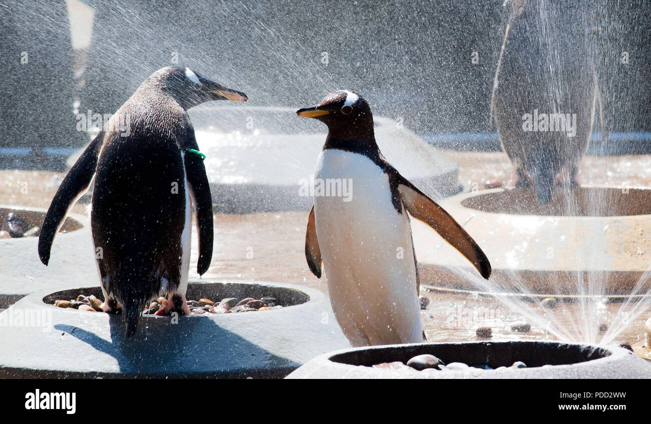 Pingüinos en el zoo de Edimburgo refrescarse bajo el dosel y rociadores que se han agregado al gabinete allí durante los meses de verano Foto de stock