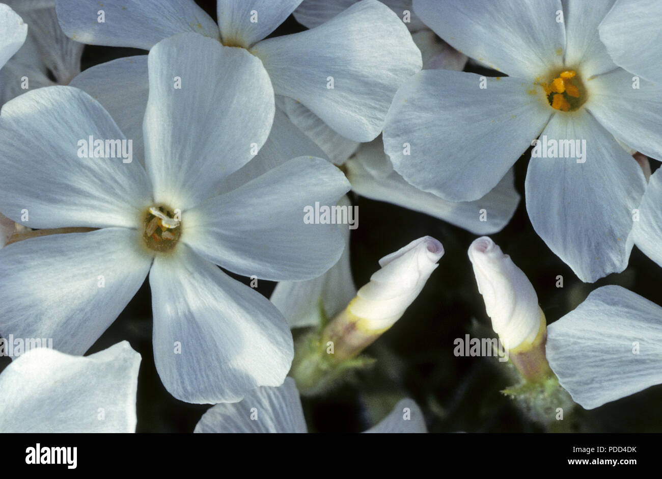 Blanco phlox, phlox multiflora, flores con dos acerca a bloom Foto de stock