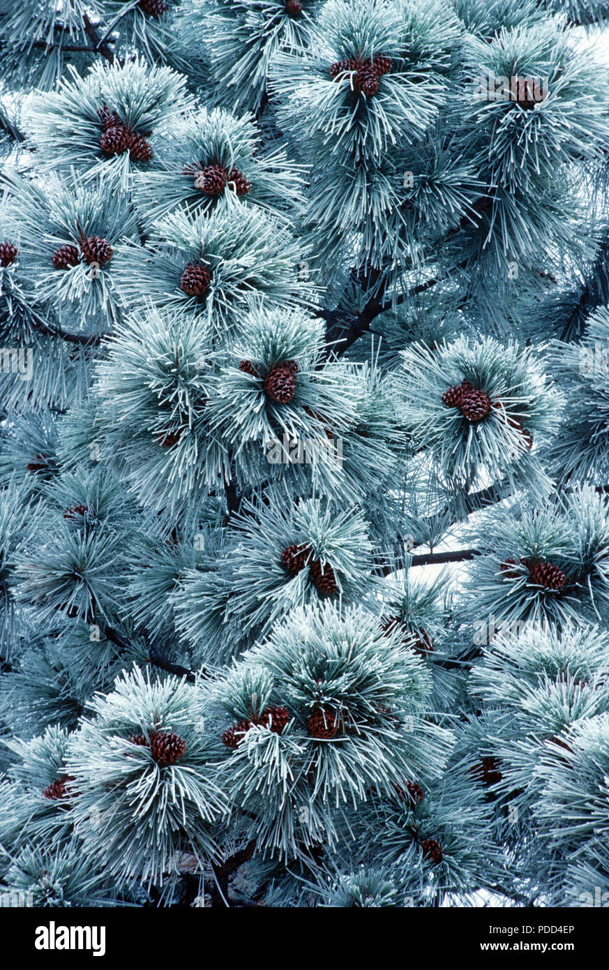 Frosted agujas y corteza de pino ponderosa, Pinus ponderosa, oeste de Montana Foto de stock
