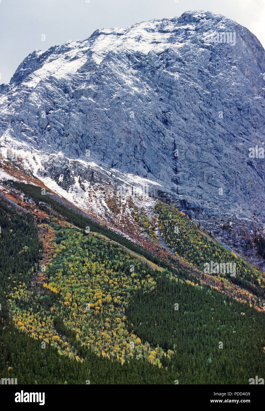 Sucesión ecológica secundaria a lo largo de una ruta de avalancha, Alberta Foto de stock