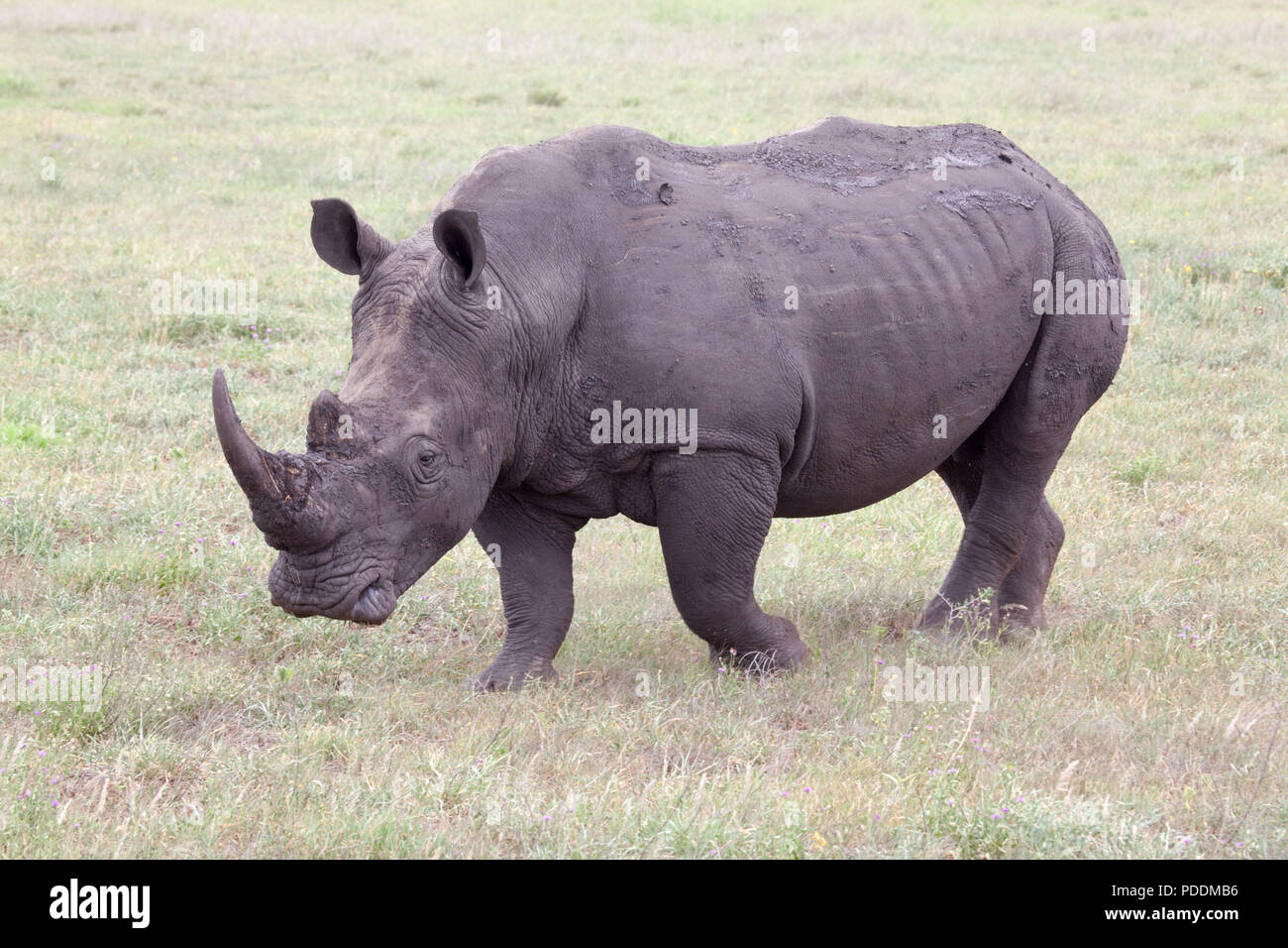 Vista lateral de un rinoceronte blanco en el Parque Nacional Kruger Foto de stock