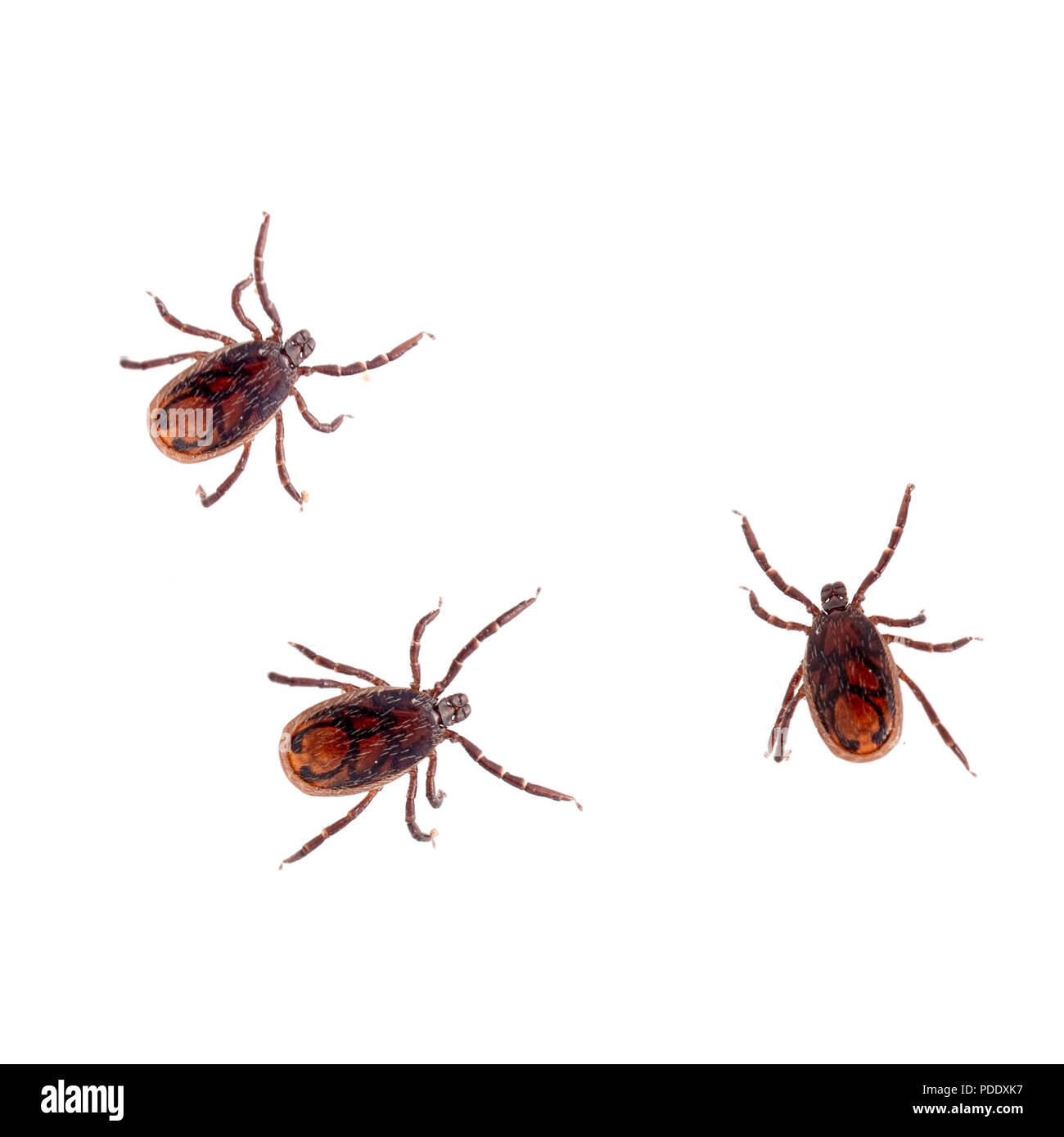 Rickettsiosis canina fotografías e imágenes de alta resolución - Alamy