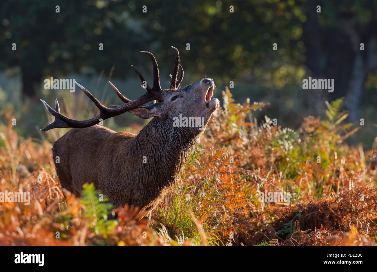Ciervo ciervo rugido de Richmond Park UK Foto de stock