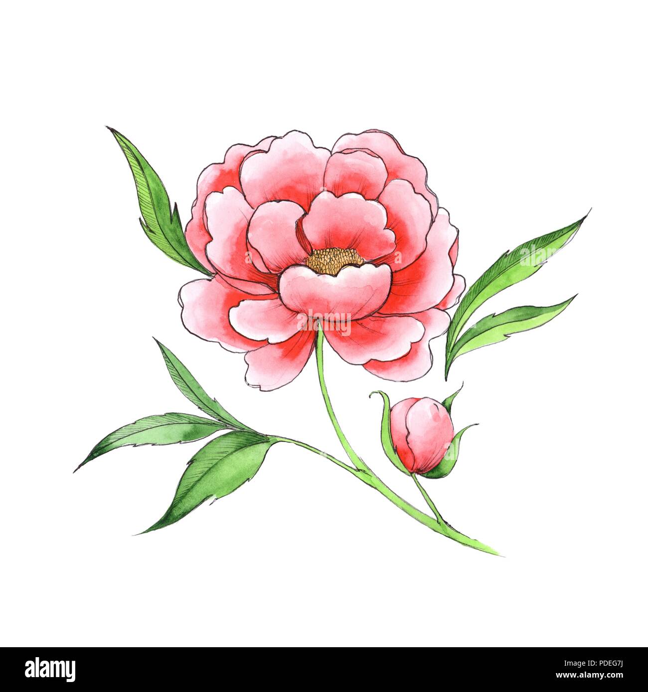 Hermosa flor, peony rojo. Boceto de arte de línea dibujada a mano. Foto de stock