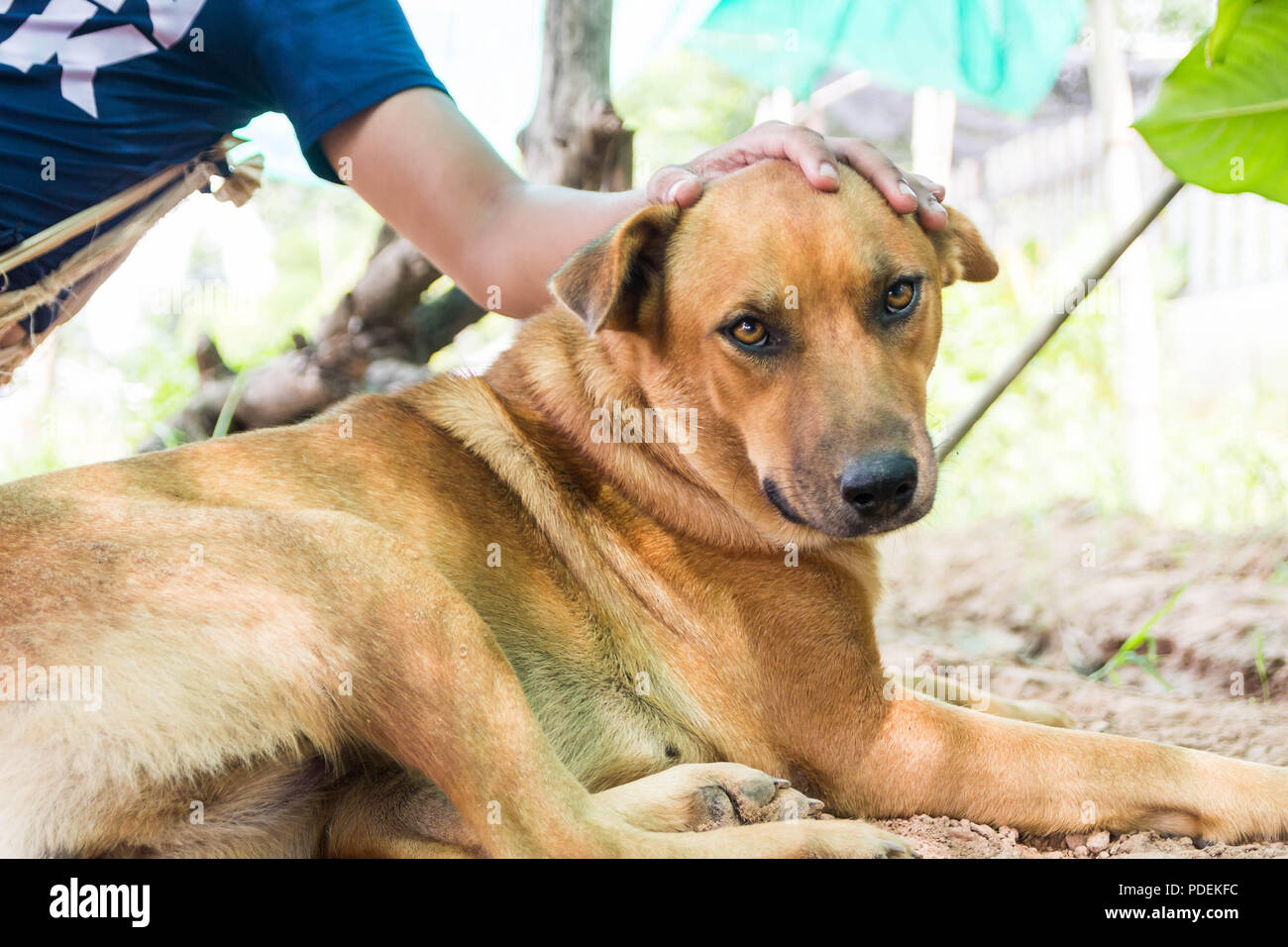 Tailandia folk, este perro es marrón, saludable y respetuosa con las personas cercanas, pero si extraños vienen, fue para intimidar a ladrar inmediatamente. Foto de stock