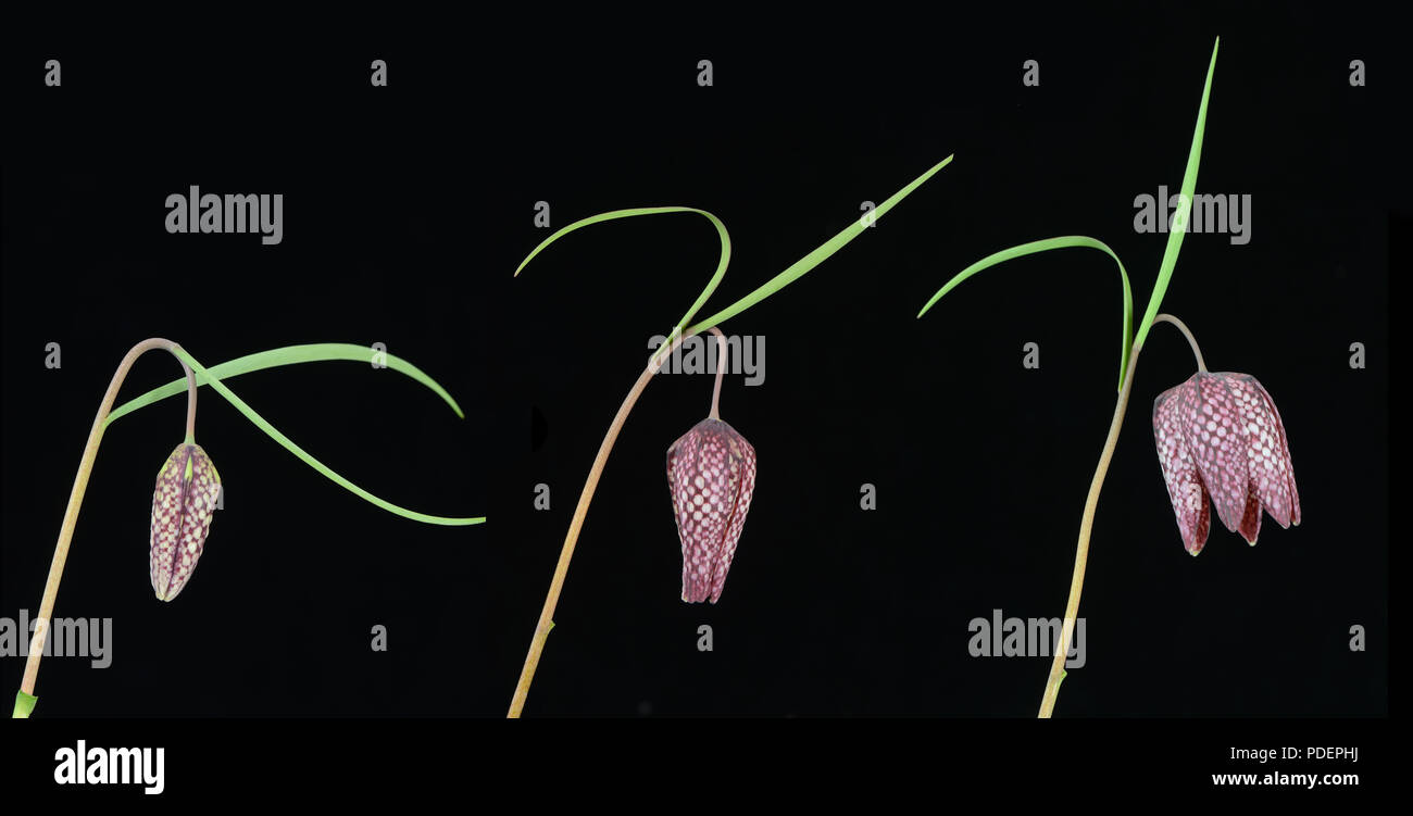 Speyeria Snakeshead: Fritillaria melegris. Time lapse que muestra el desarrollo de la flor. Foto de stock