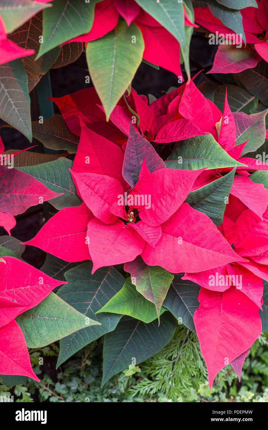 Poinsettia: Euphorbia pulcherrima 'Infinito' rojo Foto de stock