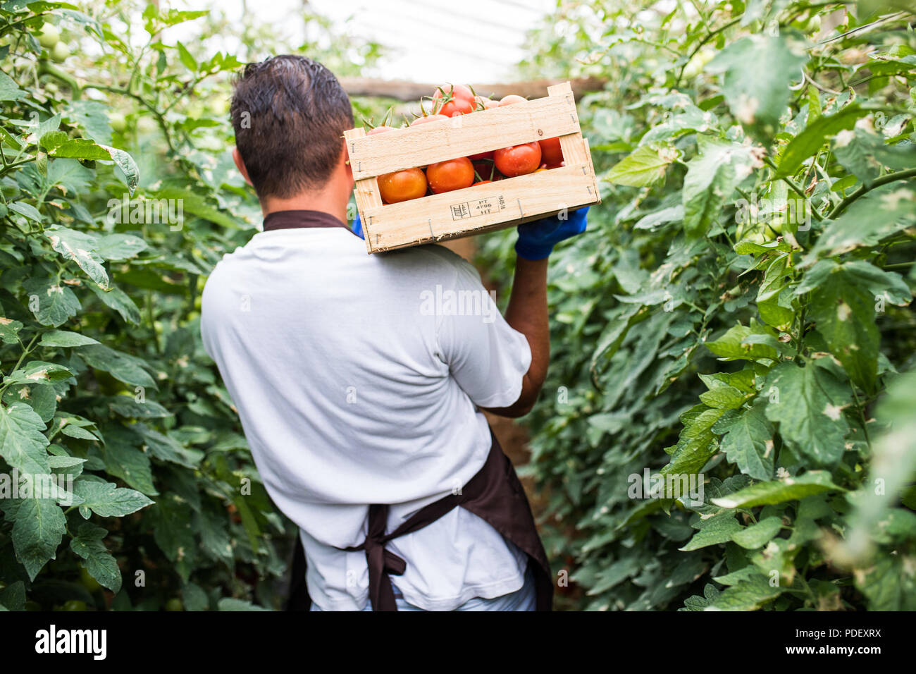 Joven agricultor llevar tomates en manos en cajas de madera en un  invernadero. La pequeña agricultura empresarial Fotografía de stock - Alamy