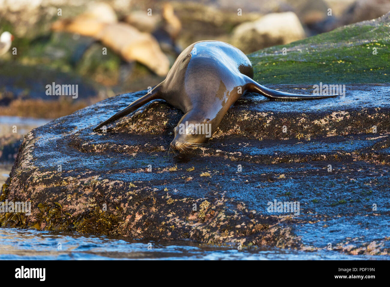 Isla san pedro martir fotografías e imágenes de alta resolución - Alamy