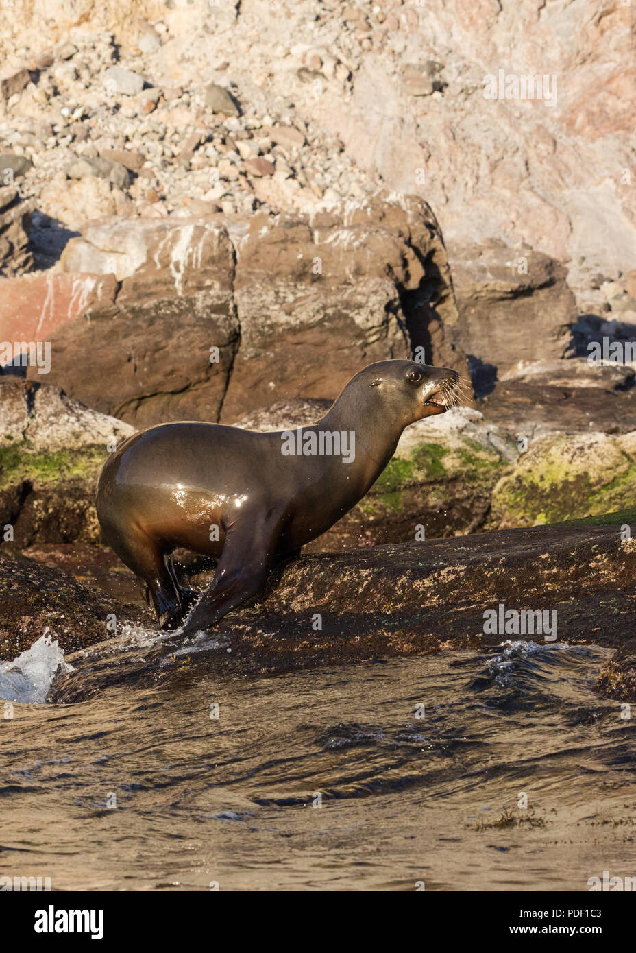 Isla san pedro martir fotografías e imágenes de alta resolución - Alamy
