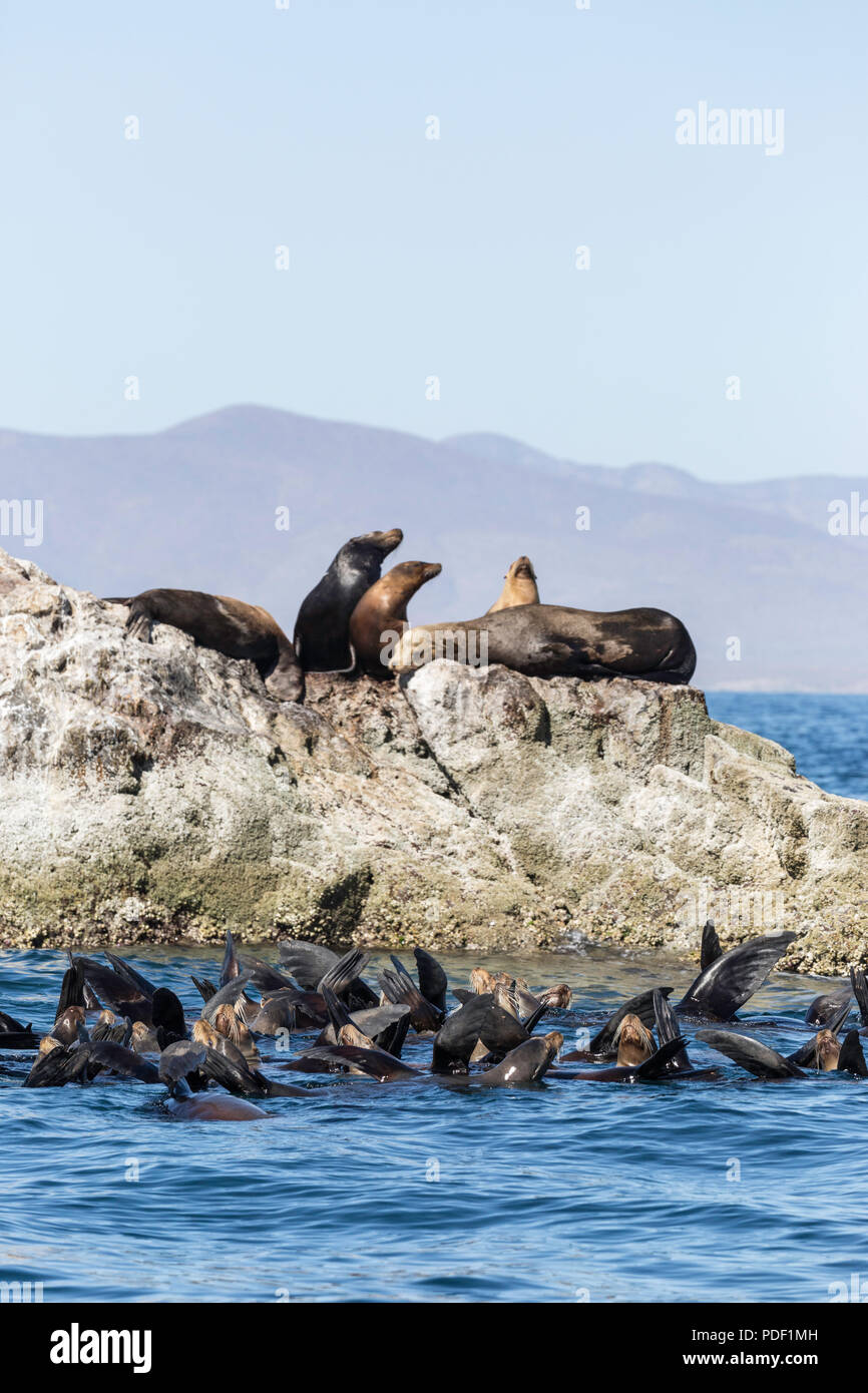 California, Zalophus californianus lobos marinos, termorregulador, Isla San Marcos, Baja California Sur, México. Foto de stock