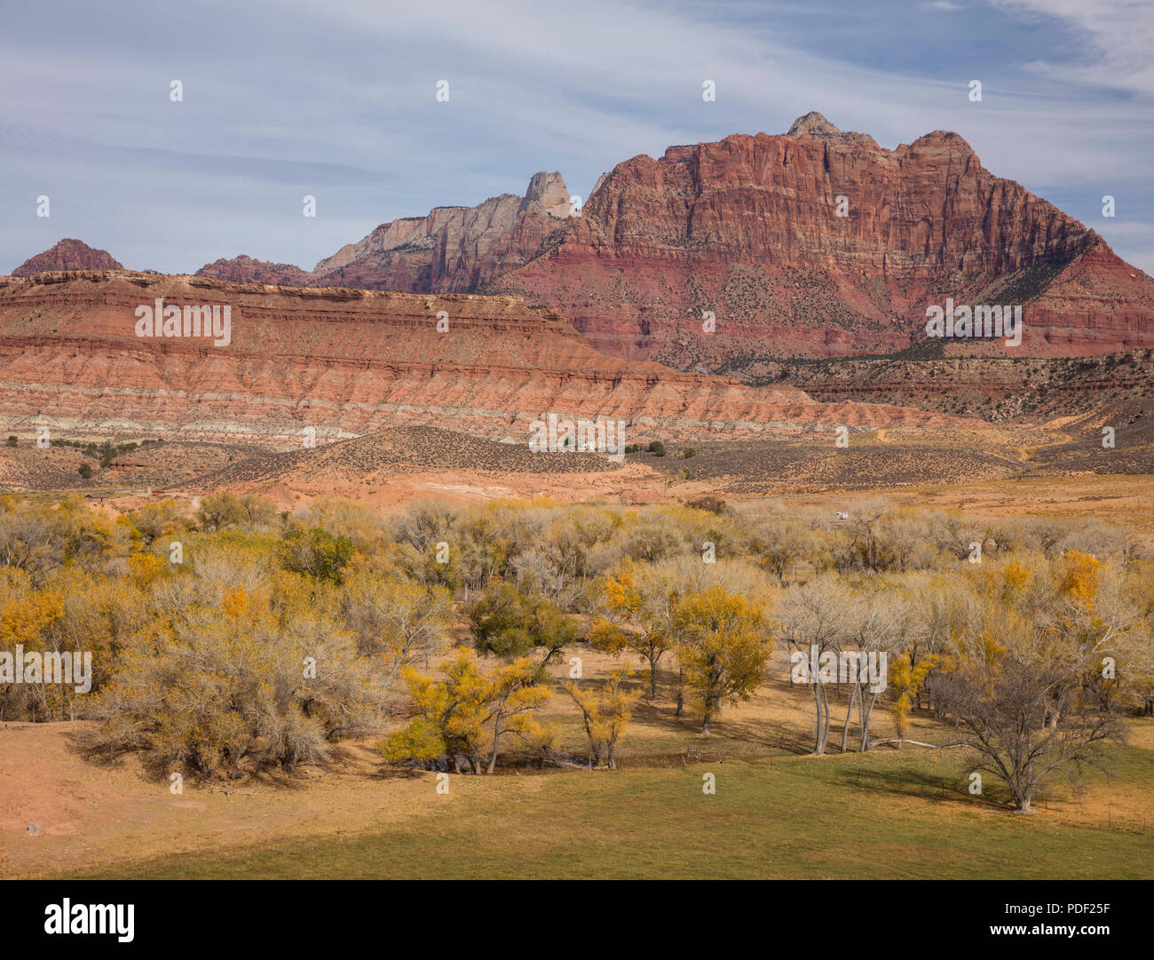 Árboles de chopo en otoño y el Monte Kinesava, Parque Nacional Zion, Utah Foto de stock