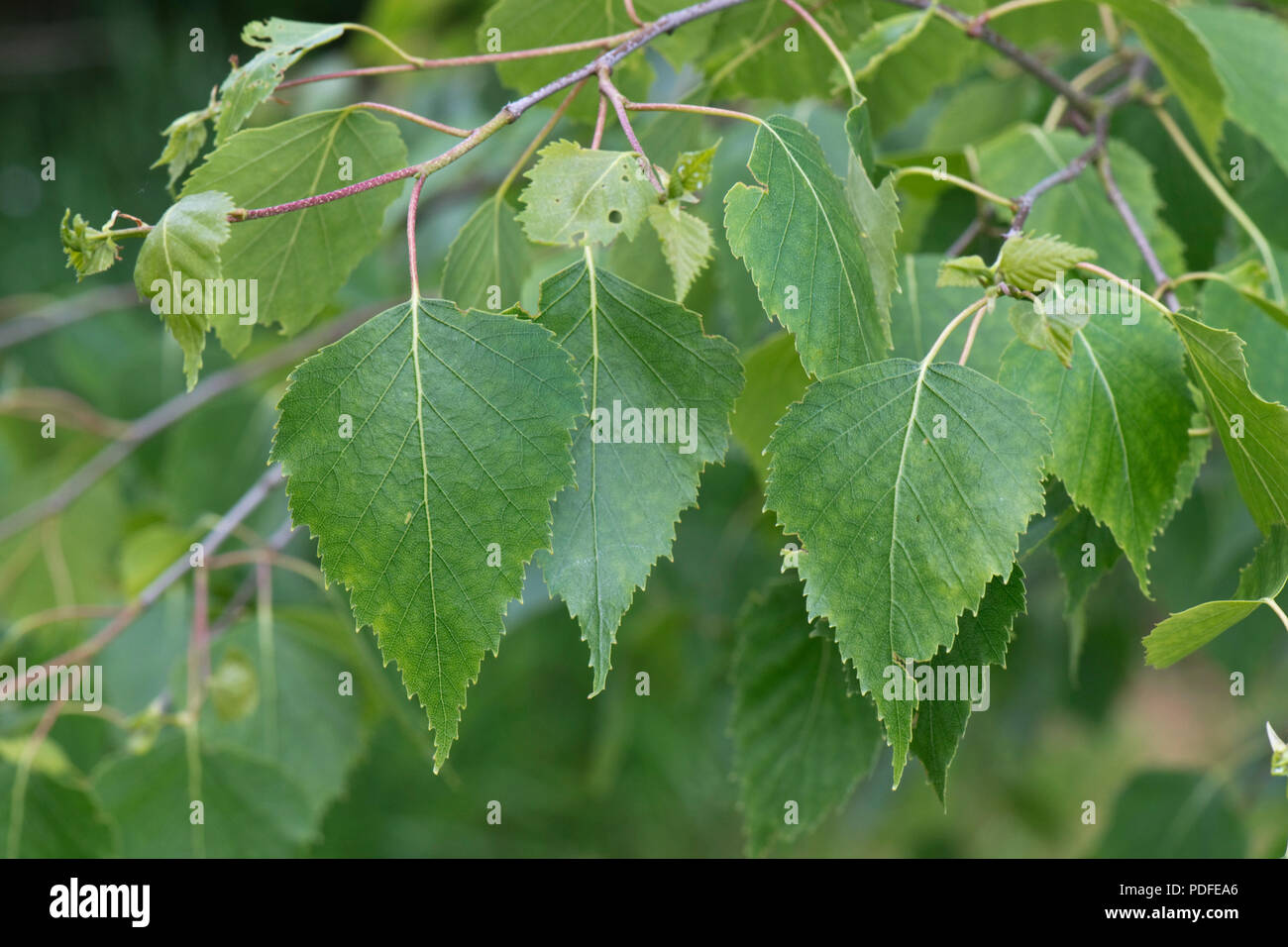 Las hojas jóvenes de abedul plateado Betula pendula, en primavera, Berkshire, Mayo Foto de stock