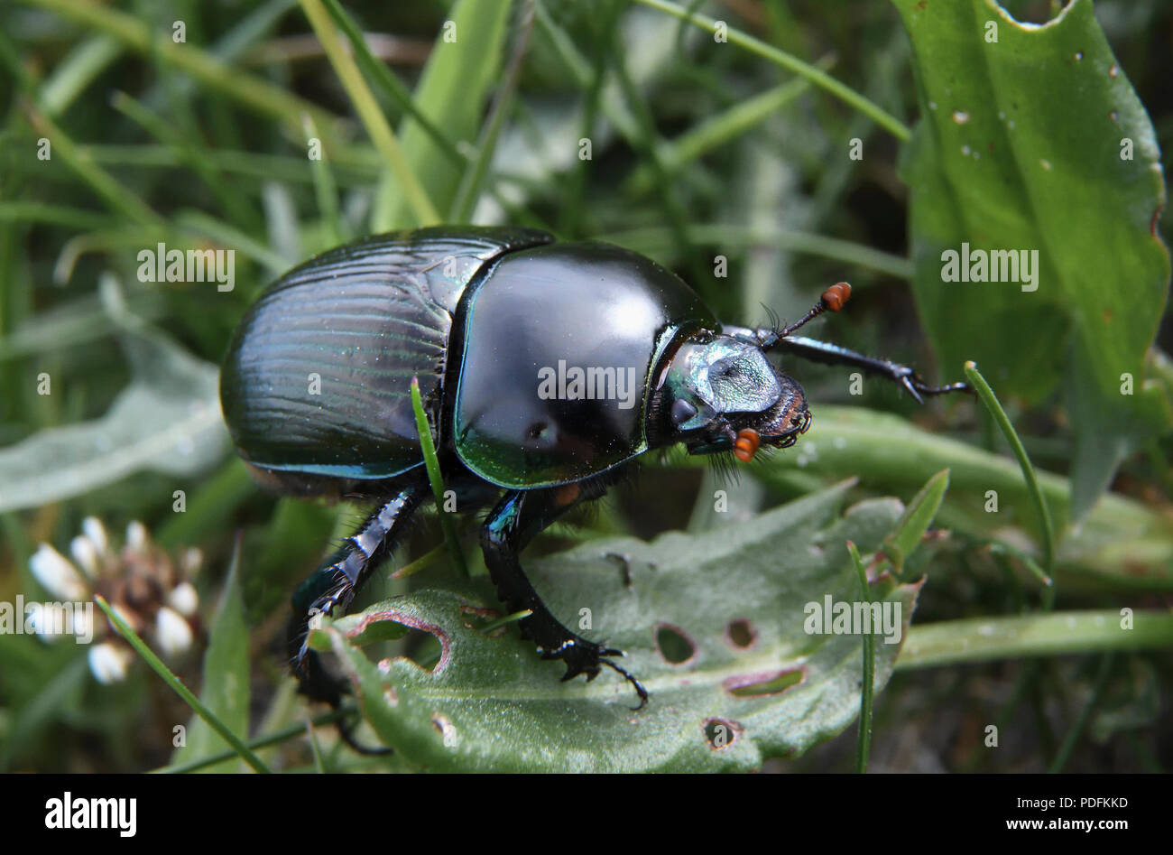 Escarabajo dor;escarabajos;geotrupes stercorarius;North Uist;Escocia Foto de stock