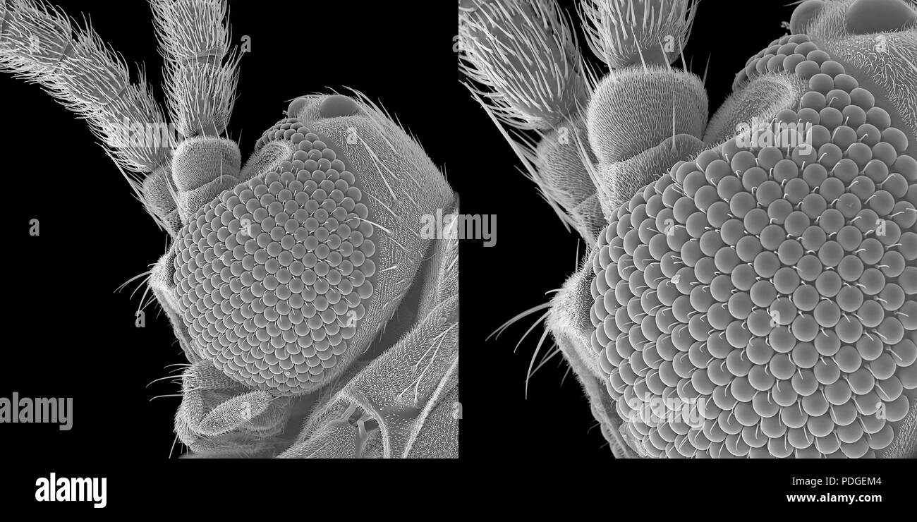 Microscopio electrónico de barrido fotografías e imágenes de alta  resolución - Alamy