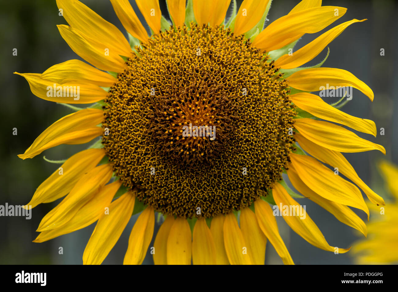 Flor gigante del sol fotografías e imágenes de alta resolución - Alamy