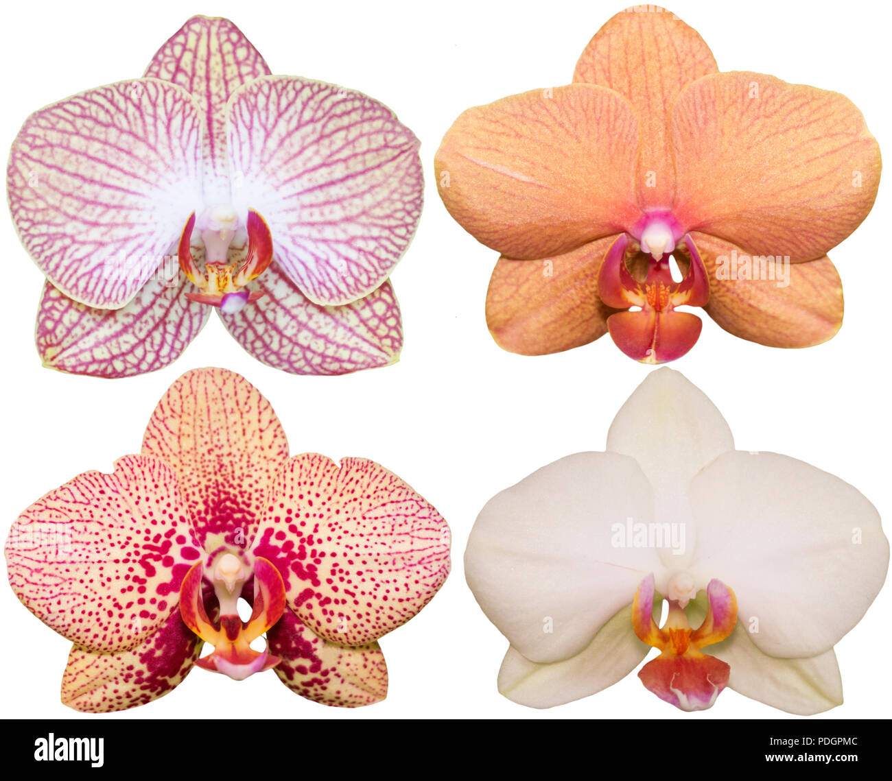 Colección de orquídeas flores aisladas de Plantas Tropicales establecido Foto de stock