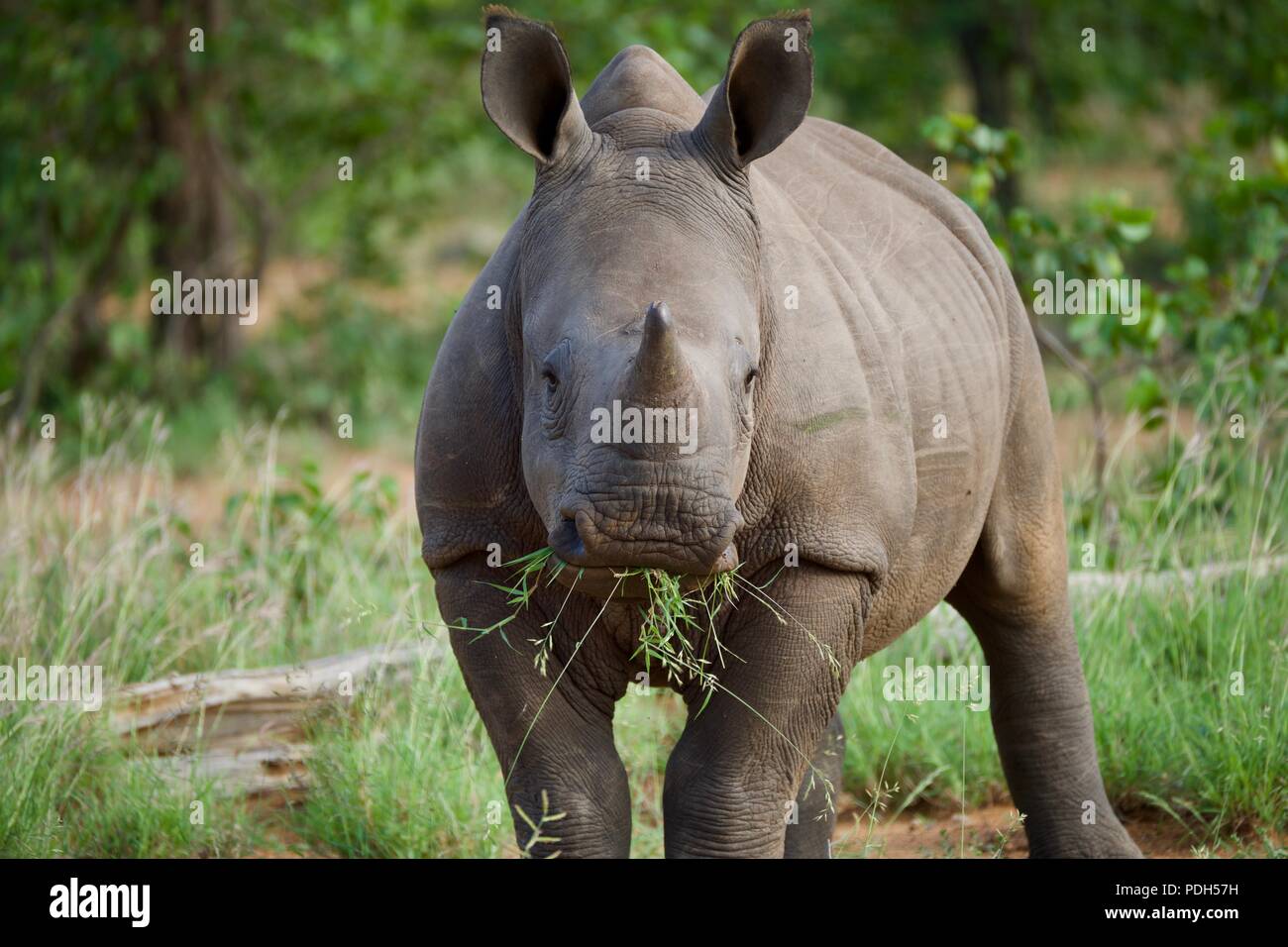 White Rhino bebé masticar hierba Foto de stock