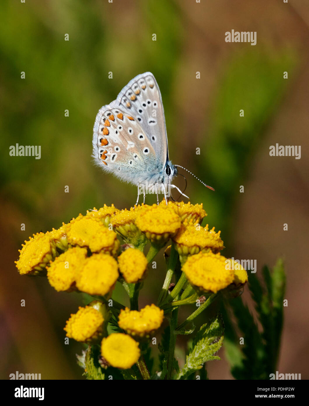 Macho azul común nectaring sobre Tansy. Hurst Meadows, East Molesey, Surrey, Inglaterra. Foto de stock