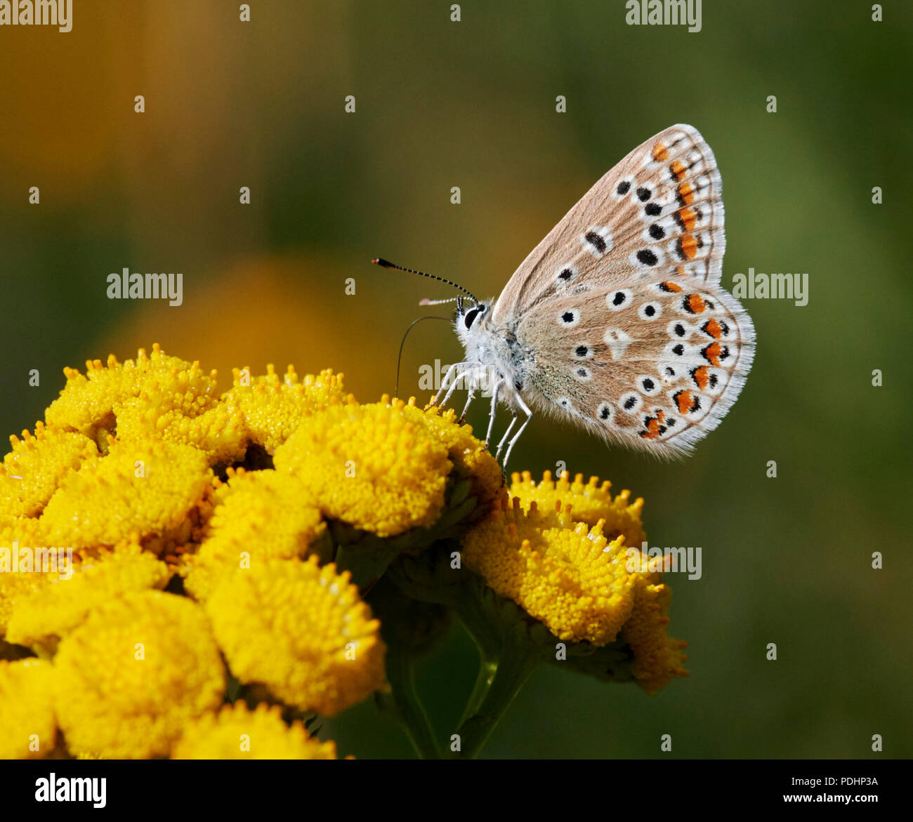 Hembra azul común nectaring sobre Tansy. Hurst Meadows, East Molesey, Surrey, Inglaterra. Foto de stock