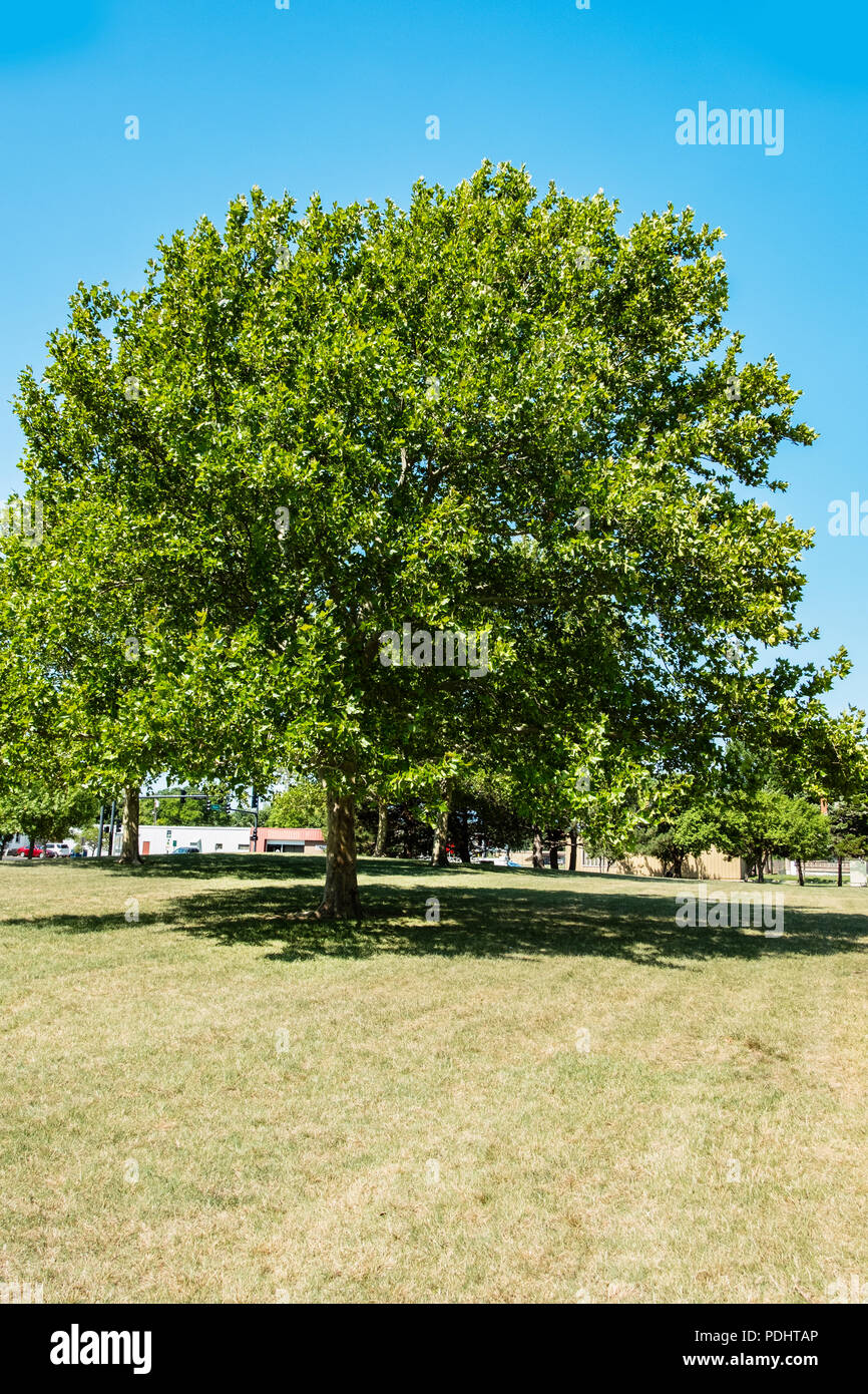 Un árbol sicómoro americano, Platanus occidentalis, durante el verano en  Wichita, Kansas, Estados Unidos Fotografía de stock - Alamy