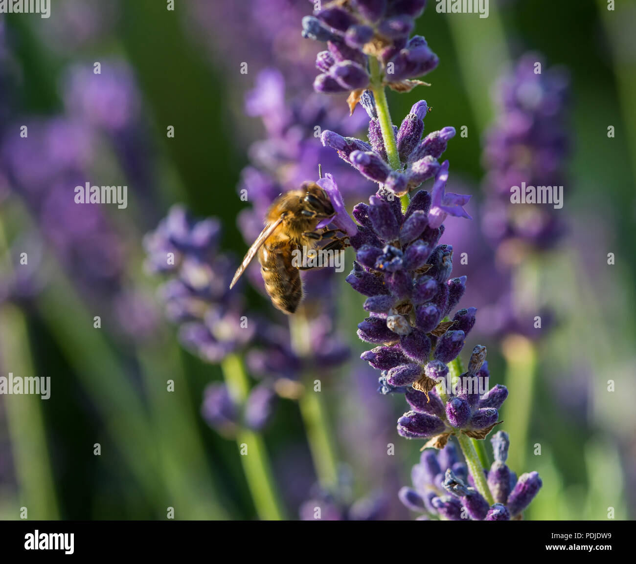 Una abeja recogiendo polen de una flor de lavanda Foto de stock