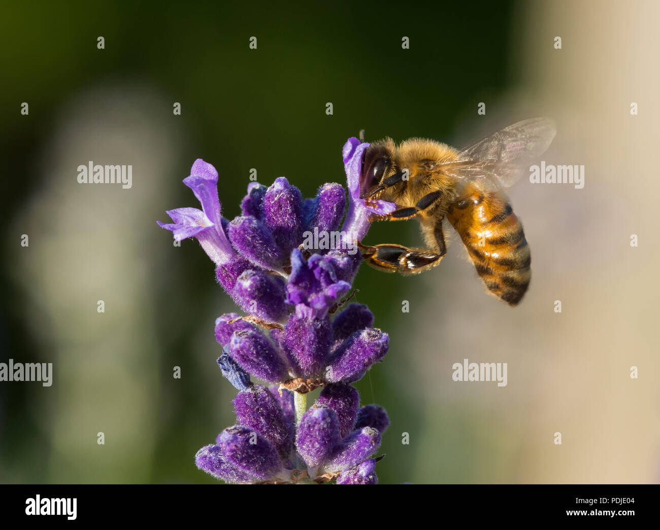 Una abeja recogiendo polen de una flor de lavanda Foto de stock