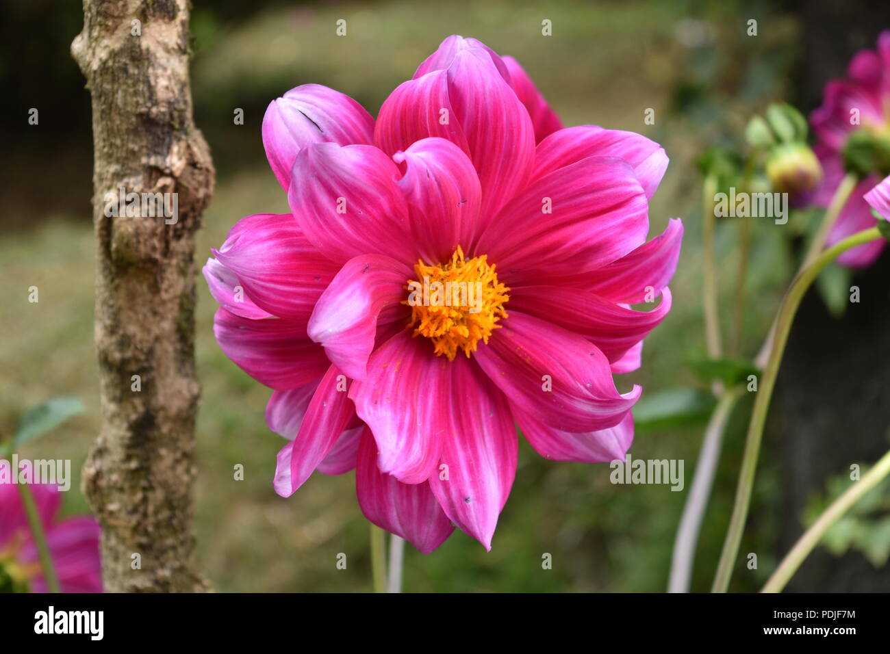 Diferentes tipos de flores en Sri Lanka Foto de stock