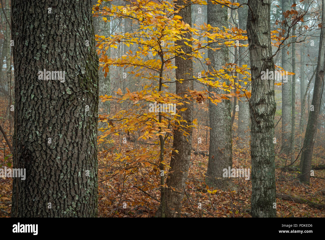 Flora montgomery fotografías e imágenes de alta resolución Alamy