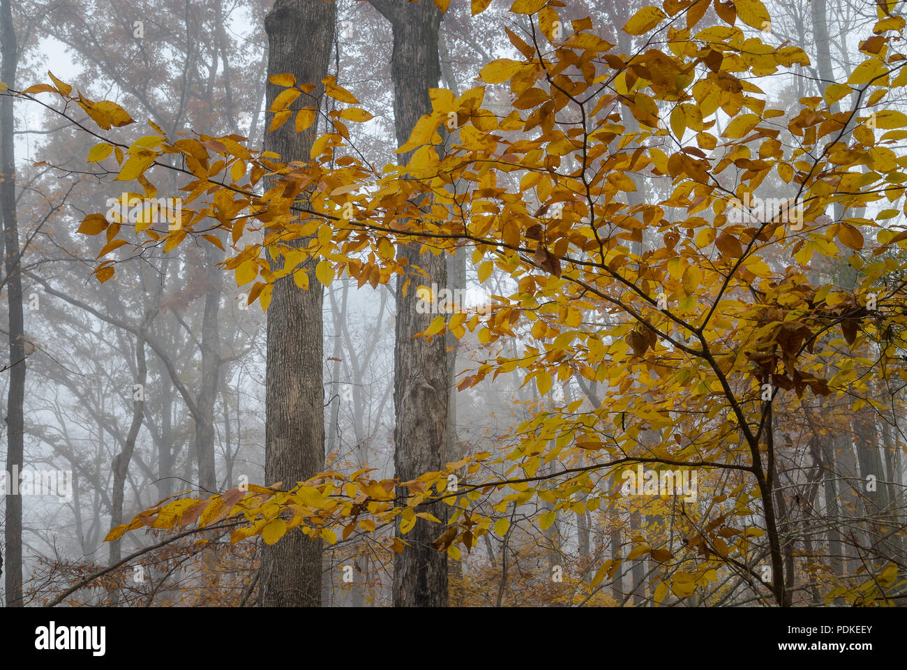 Montgomery woods state park fotografías e imágenes de alta resolución