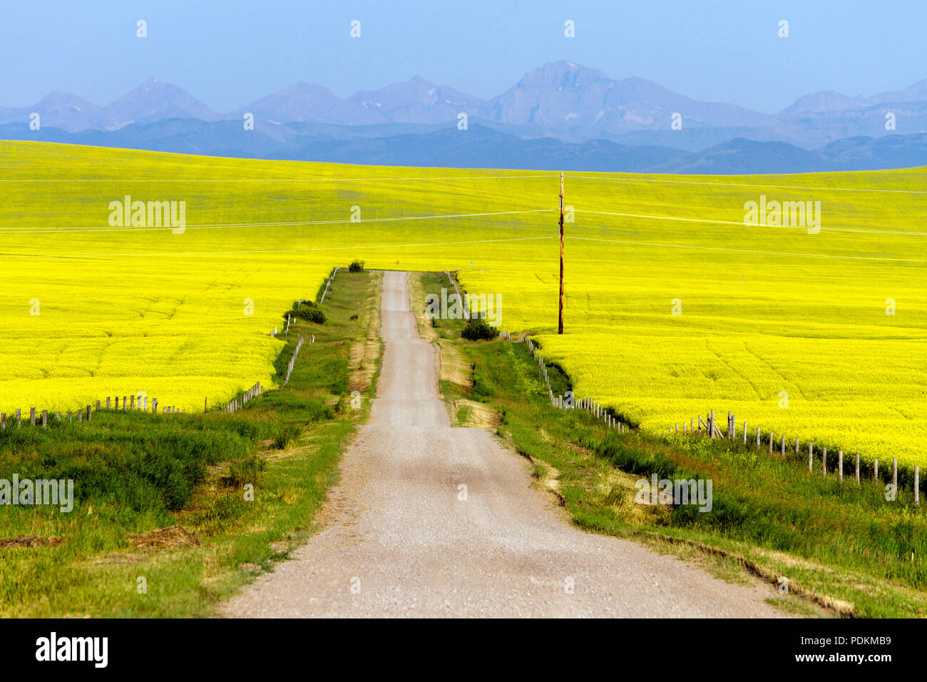 Un país rural carretera escénica del paisaje rodeado por un campo de colza amarillos en plena floración en pinzas Creek, Alberta, Canadá. Foto de stock