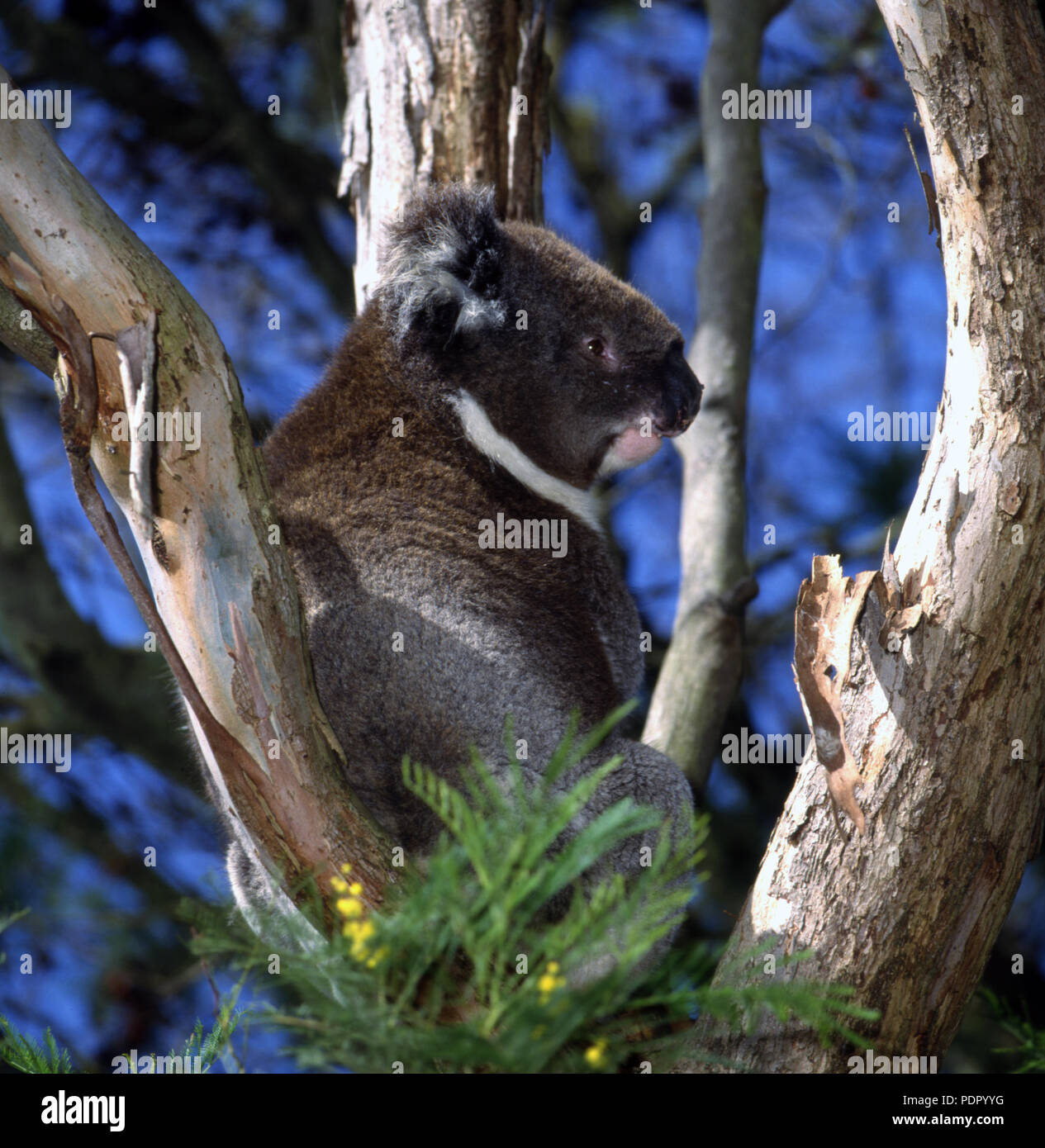 El Koala (Phascolarctos cinereus es un herbívoro arbóreo marsupial originario de Australia que habitan los bosques eucalpytus. Nueva Gales del Sur, Aust Foto de stock