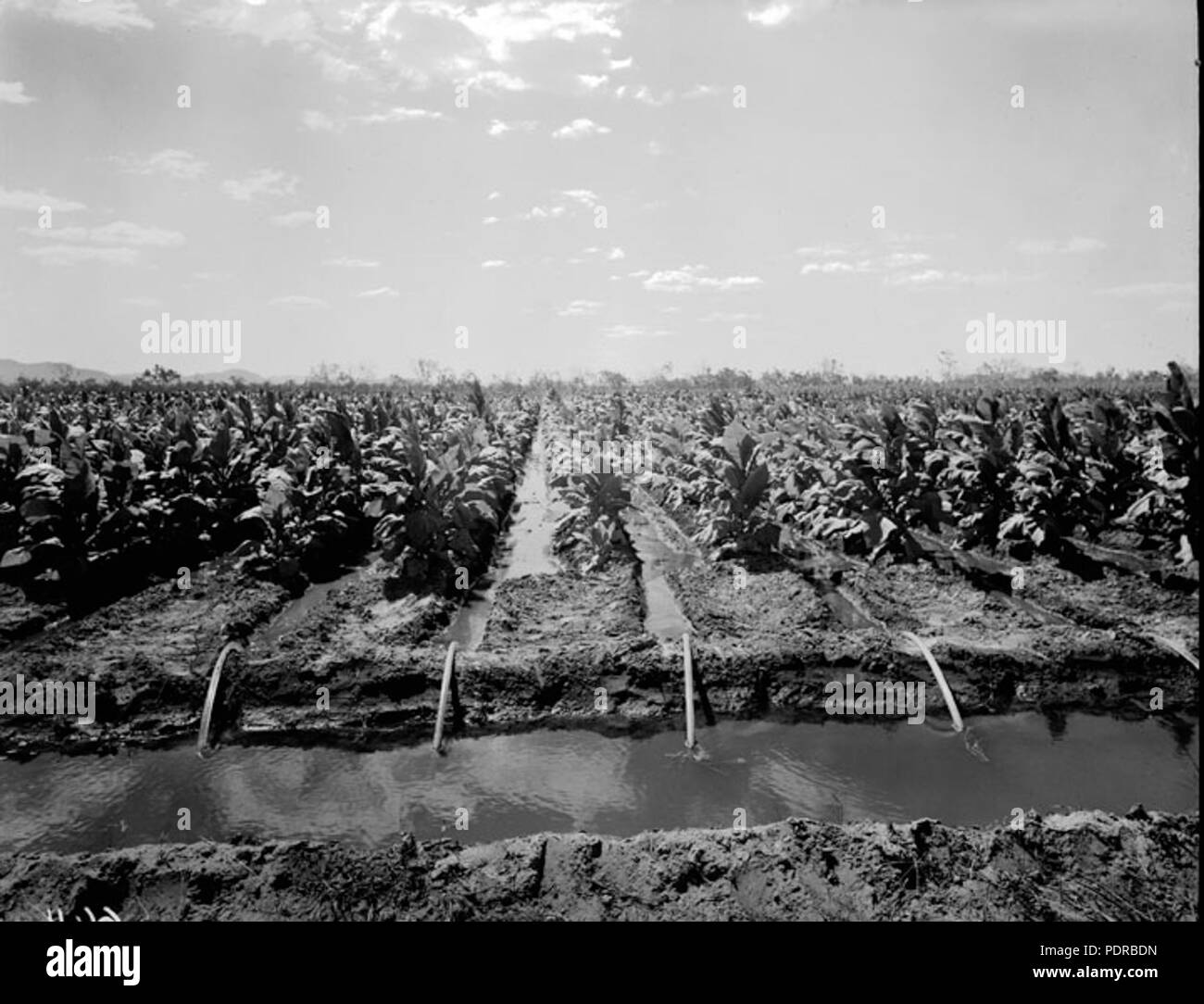 104 Archivos del Estado de Queensland en 1839 el cultivo del tabaco Ayr, noviembre de 1955 Foto de stock