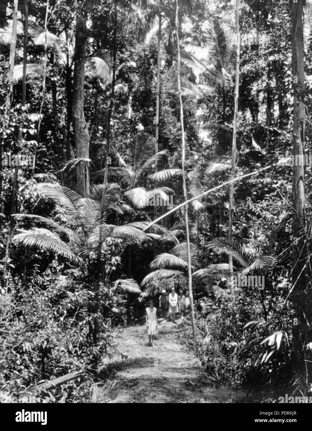 106 229 Archivos del Estado de Queensland, tierra de Bush entre Eumundi y Noosa Heads c 1931 Foto de stock