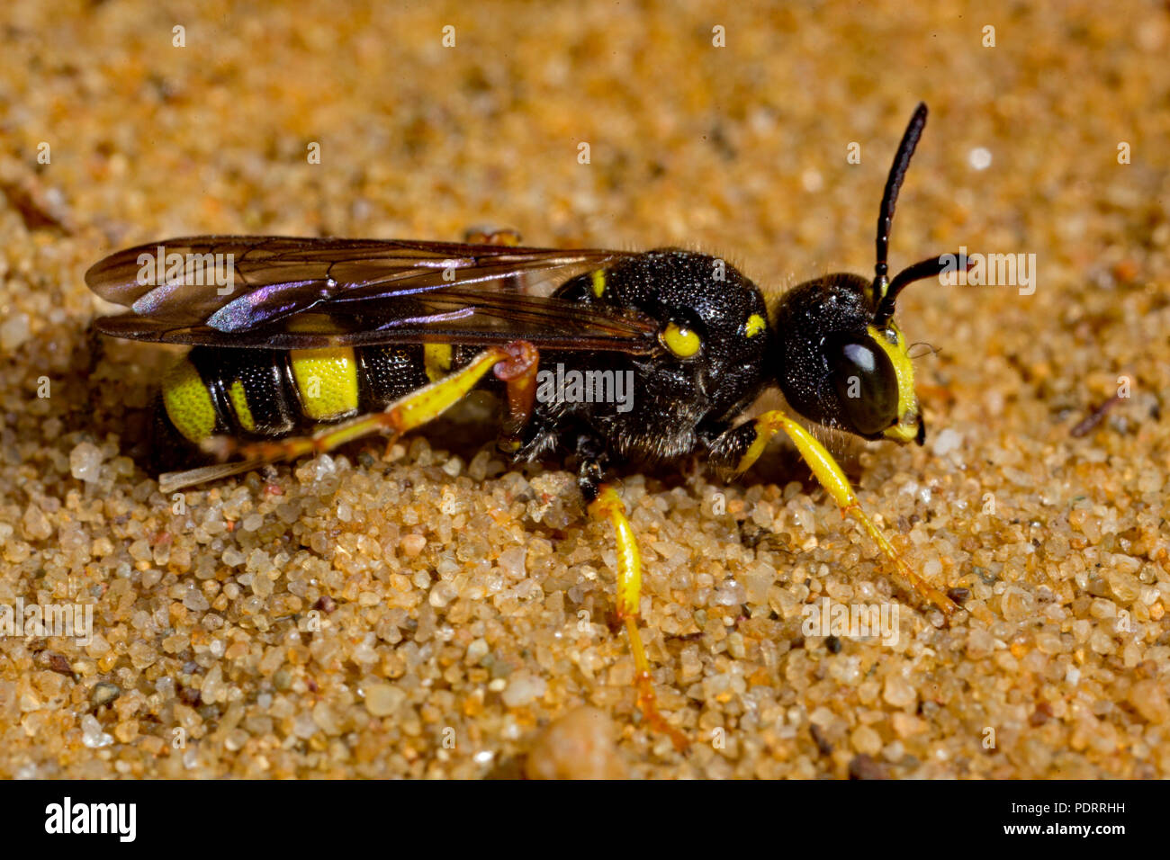 Cola ornamentado digger wasp, Cerceris rybyensis Foto de stock