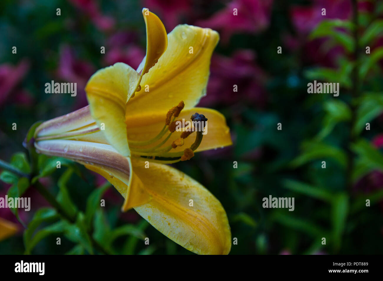 Flor azucenas amarillas con unas gotas en los pétalos tras la lluvia Foto de stock