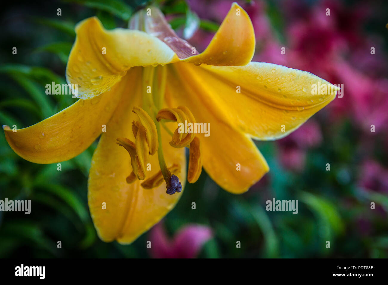 Flor azucenas amarillas con unas gotas en los pétalos tras la lluvia Foto de stock