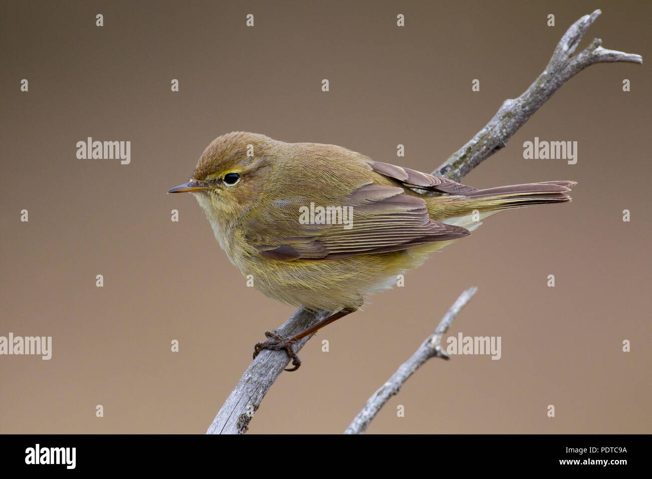 Chiffchaff en rama Foto de stock