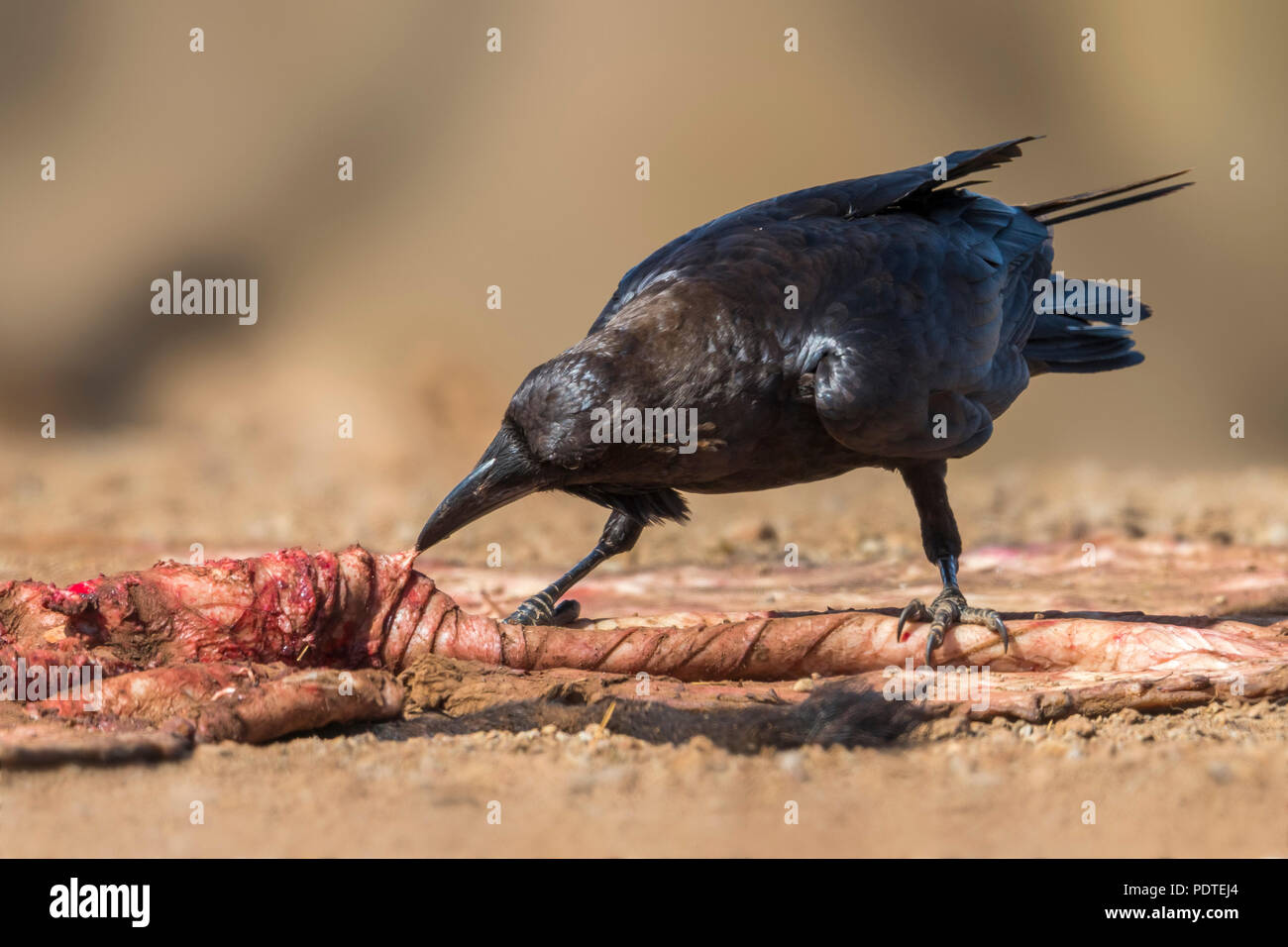 Brown-necked Raven; Corvus ruficollis Foto de stock