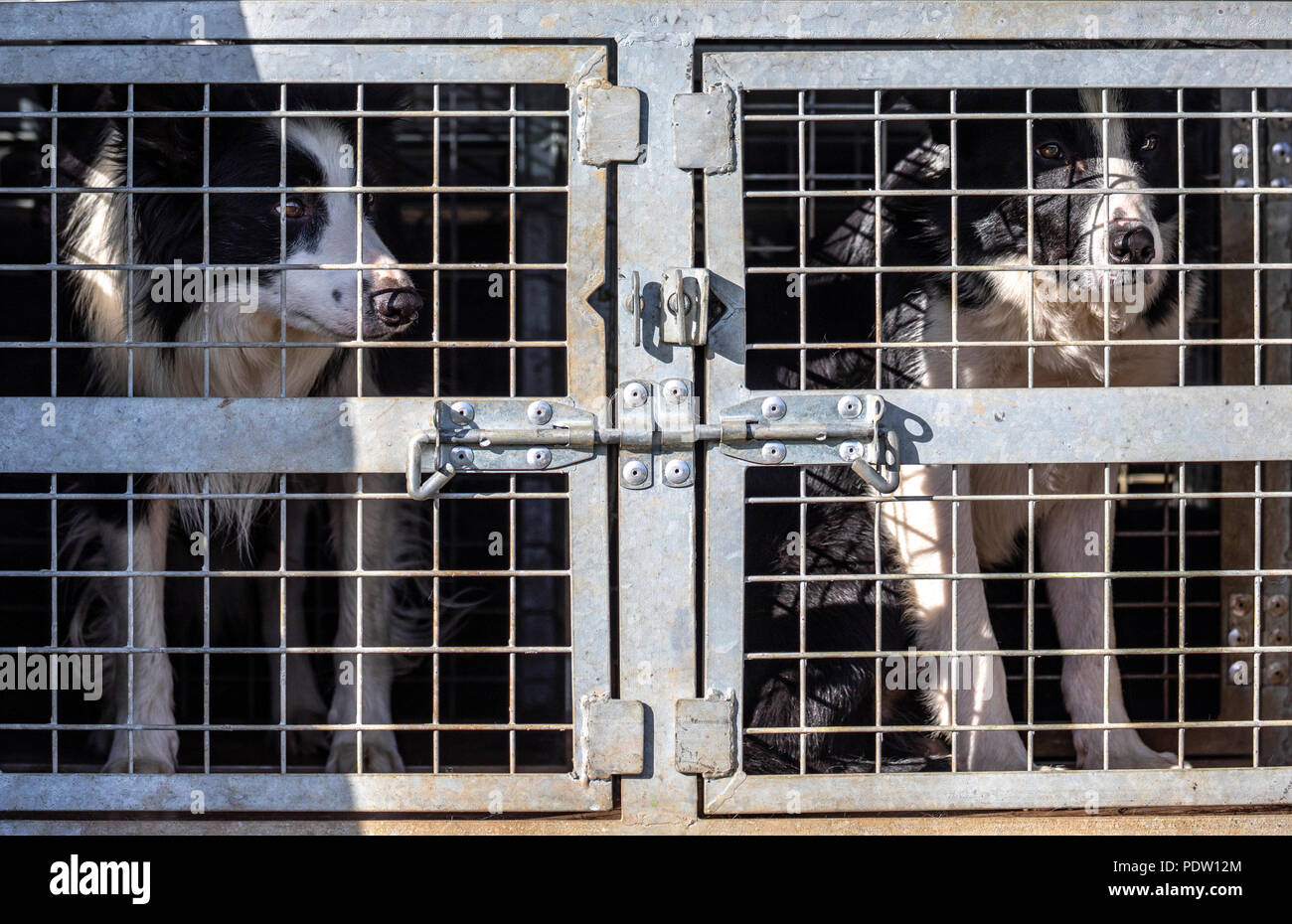 Dos perros de pastor al lado esperando para competir y esperando sus ovejas perrera en la parte trasera del vehículo, un pick up Nannerch, Flintshire Foto de stock
