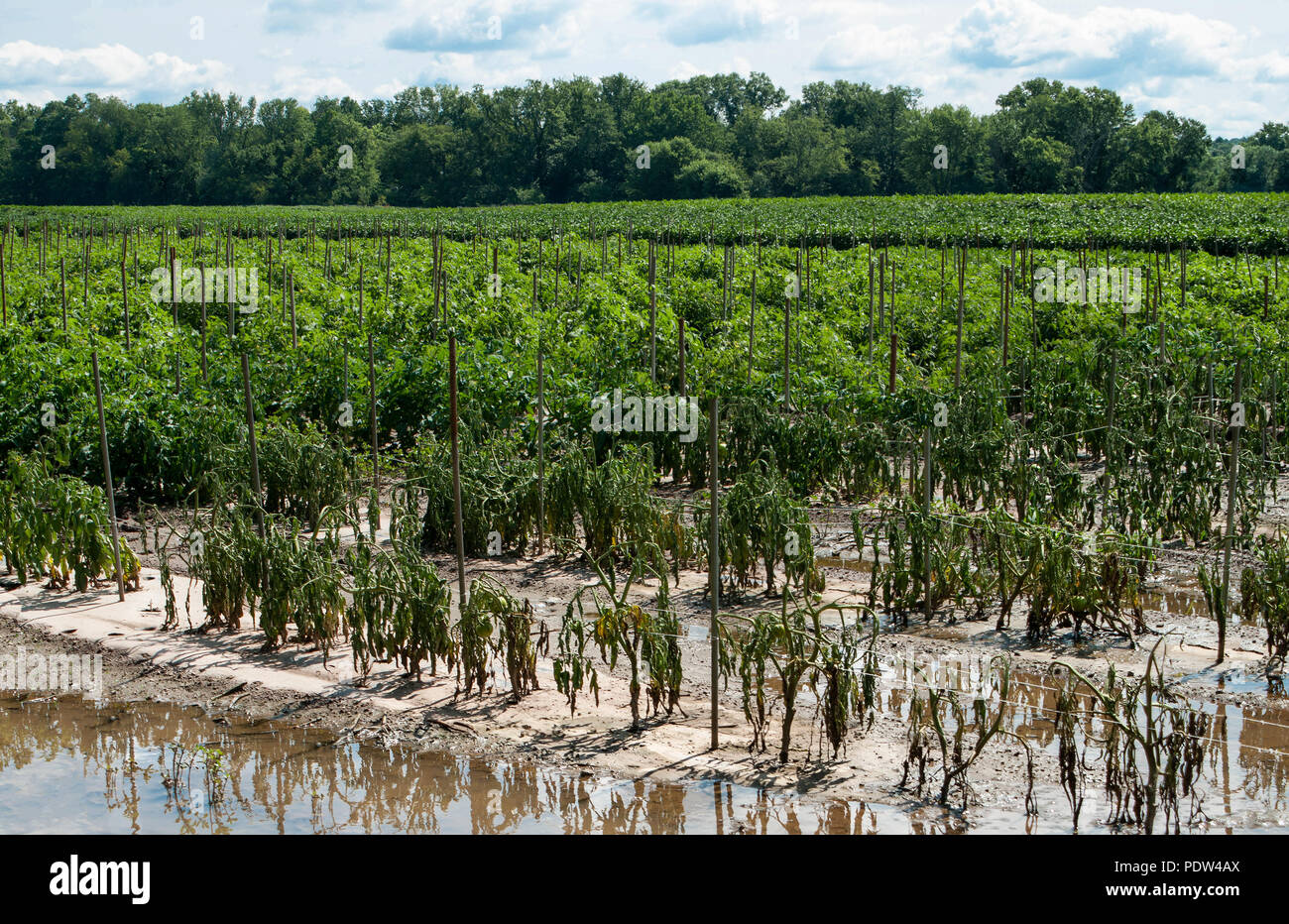 Cultivo de tomate dañado por inundación: las plantas de tomate se marchitan y mueren a causa de las inundaciones en una granja en el norte del estado de Nueva York. Foto de stock