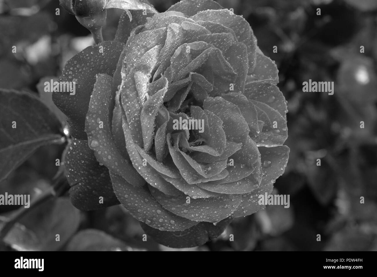 Plantas rojas en flor Imágenes de stock en blanco y negro - Alamy