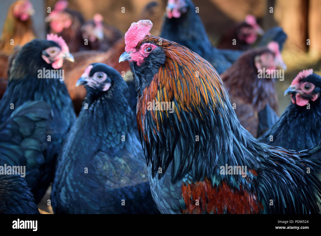El gallo Roger es muy popular con las damas todos los pollos acuden a él Foto de stock