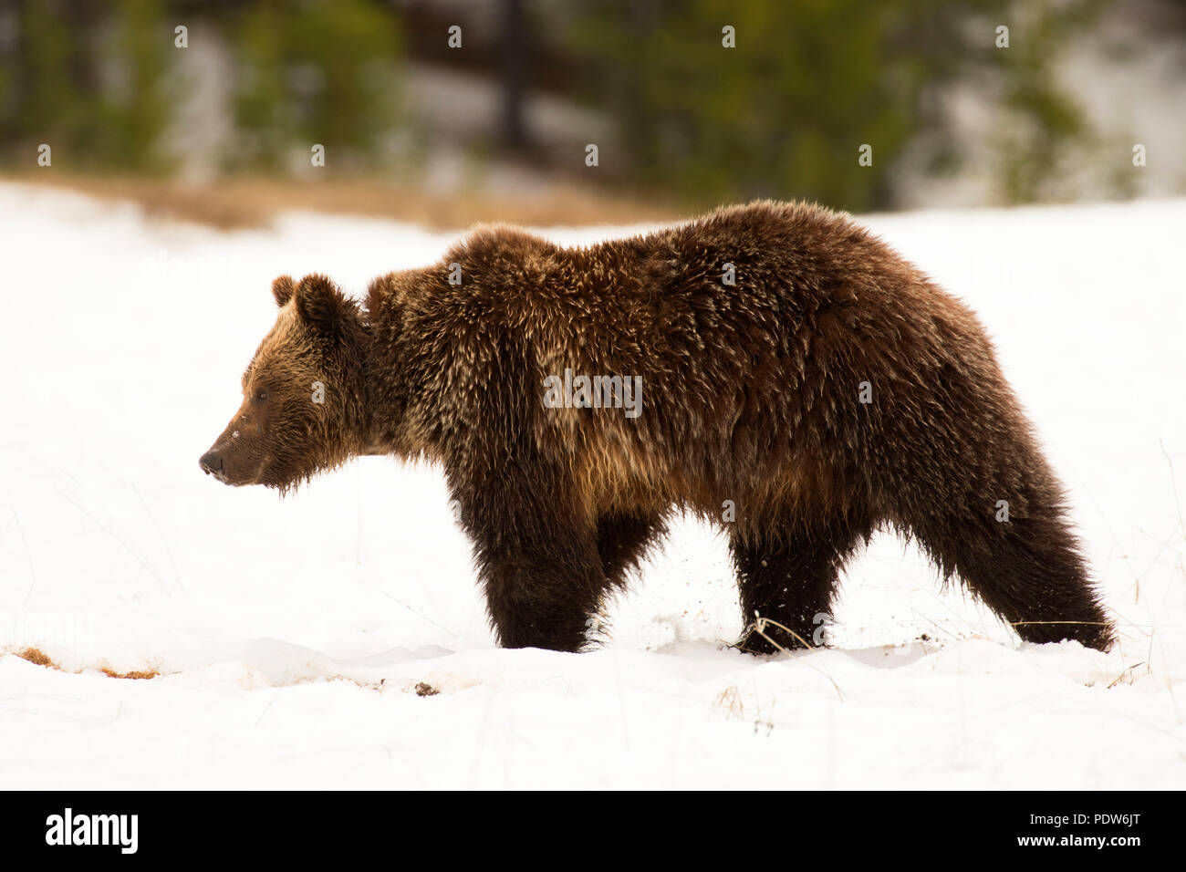 Grizzly Bear, el Parque Nacional Yellowstone, Wyoming Foto de stock