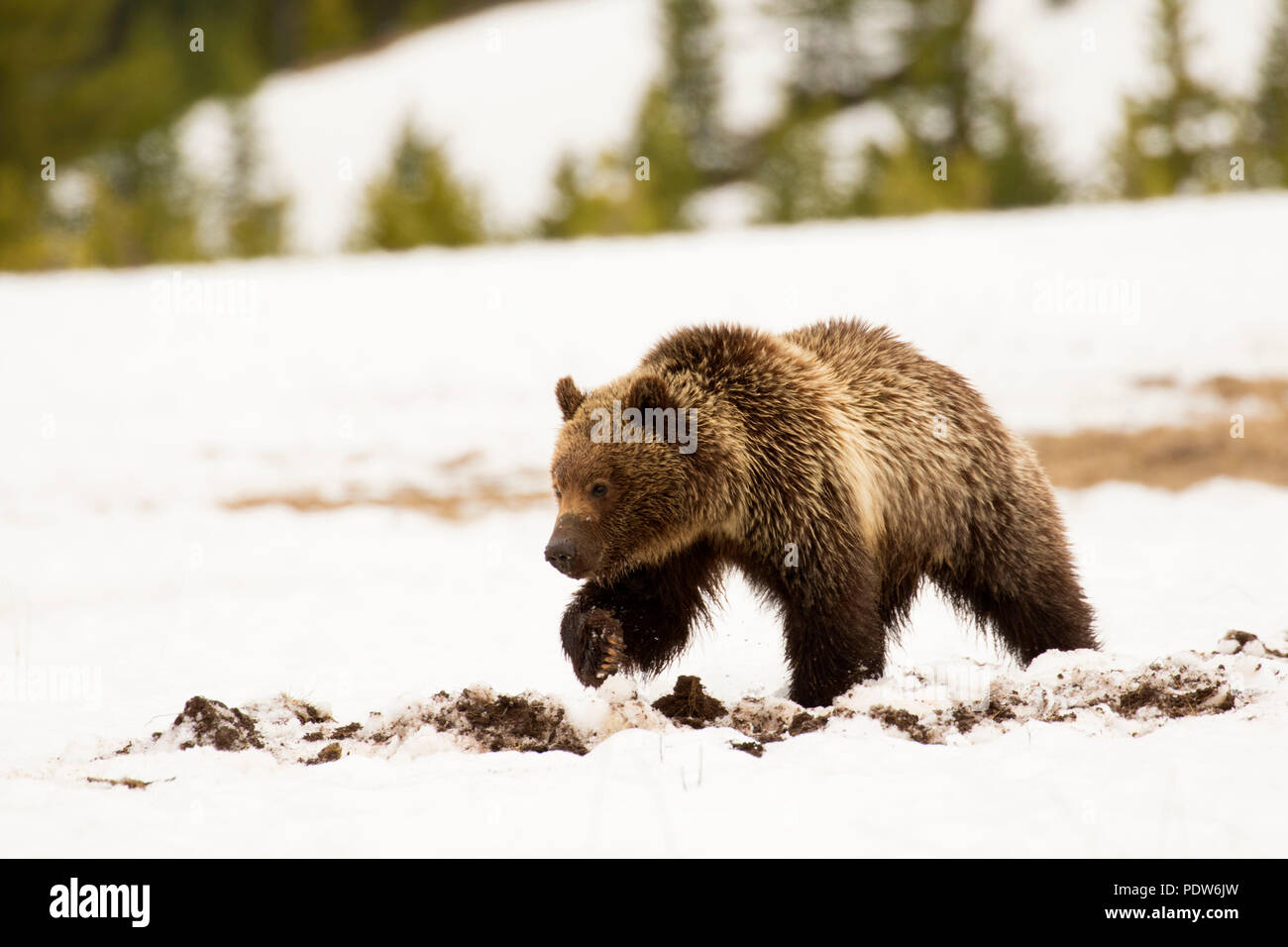 Grizzly Bear, el Parque Nacional Yellowstone, Wyoming Foto de stock