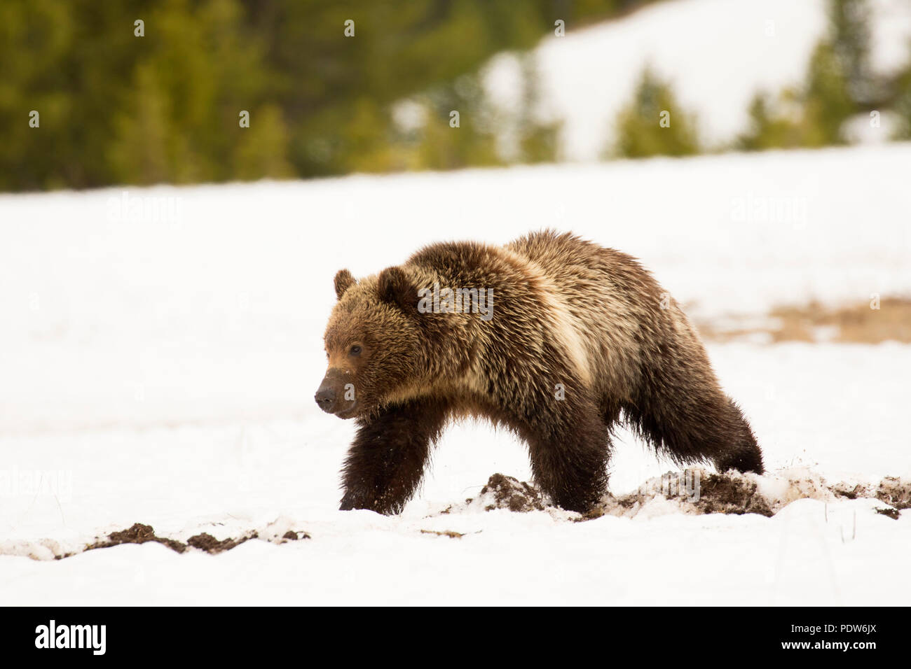 Grizzly Bear, el Parque Nacional Yellowstone, Wyoming Foto de stock