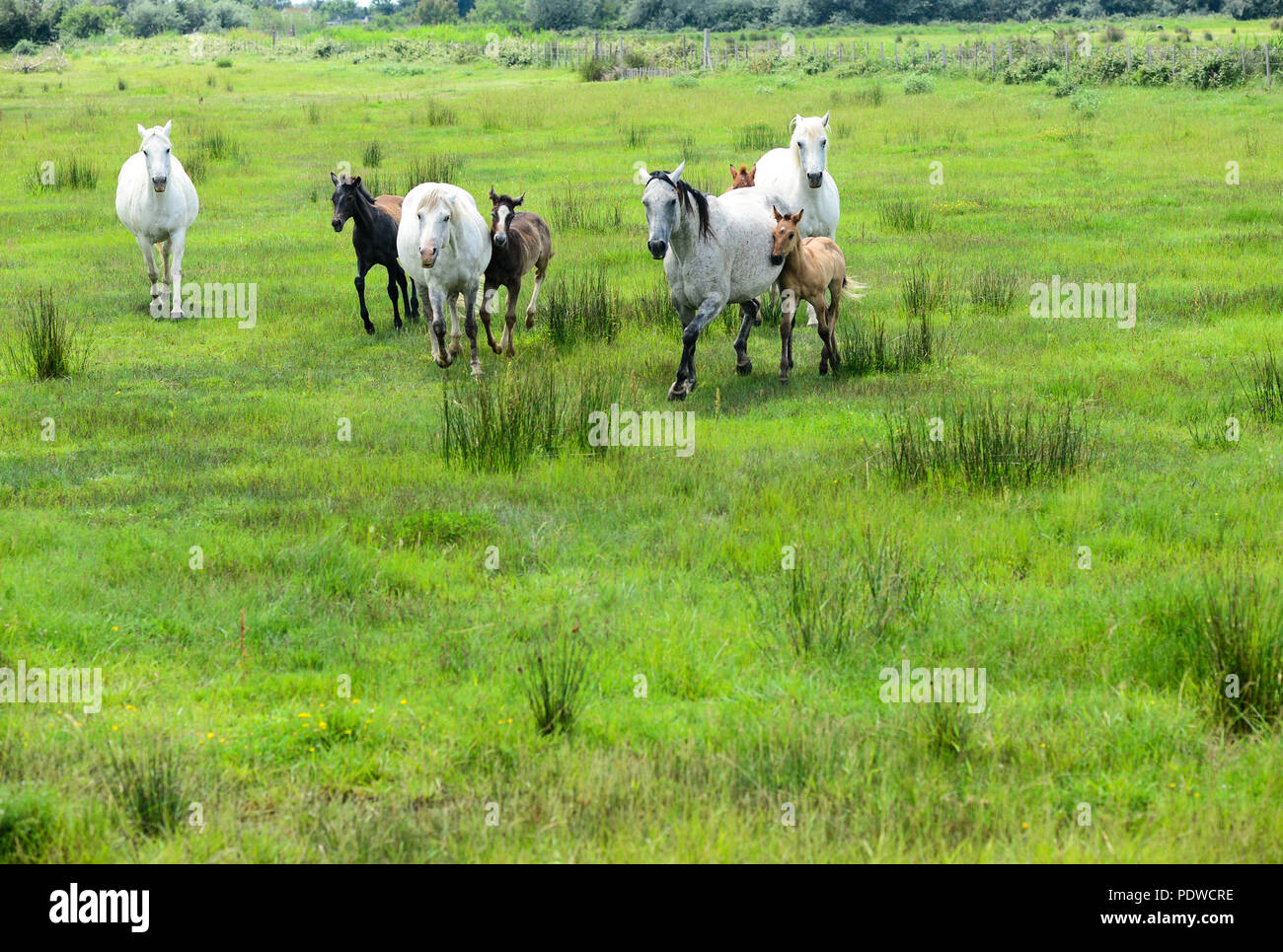 Los turistas de cruceros visitan una granja de caballos y toros con caballos jóvenes, trabajadores posando y jinetes redondeando los toros en la región de Camargue, Francia 2018 Foto de stock